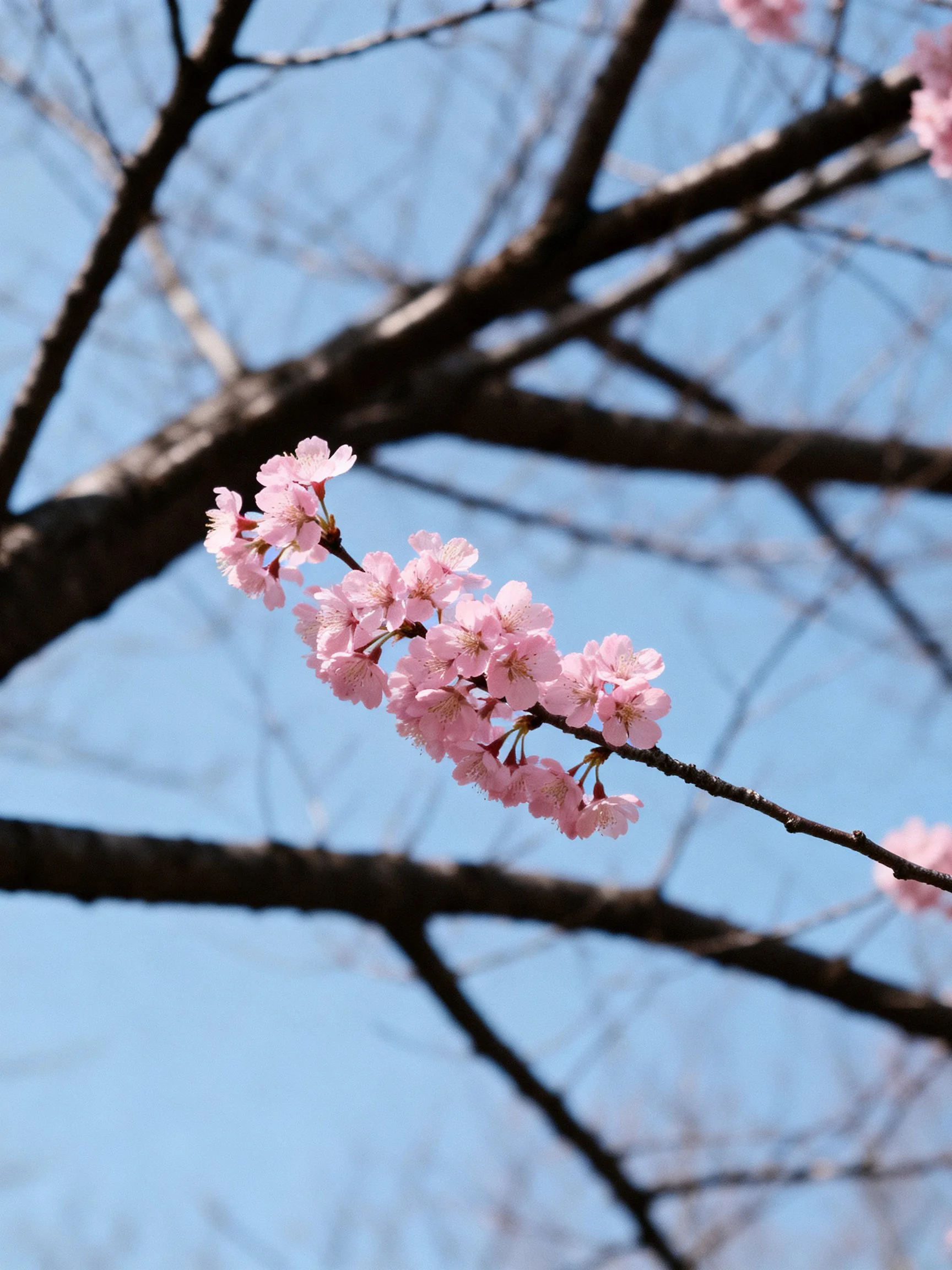 Pink Cherry Blossom Branches Against Clear Blue Sky