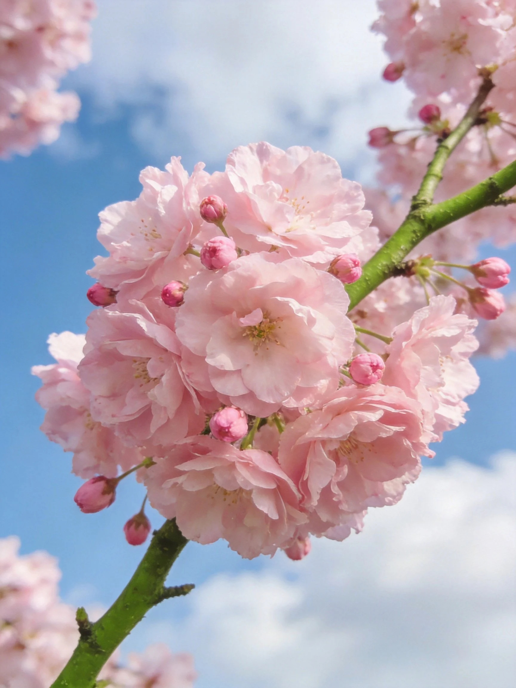 Pink Cherry Blossom Cluster Blooming on Green Branches Against Blue Sky