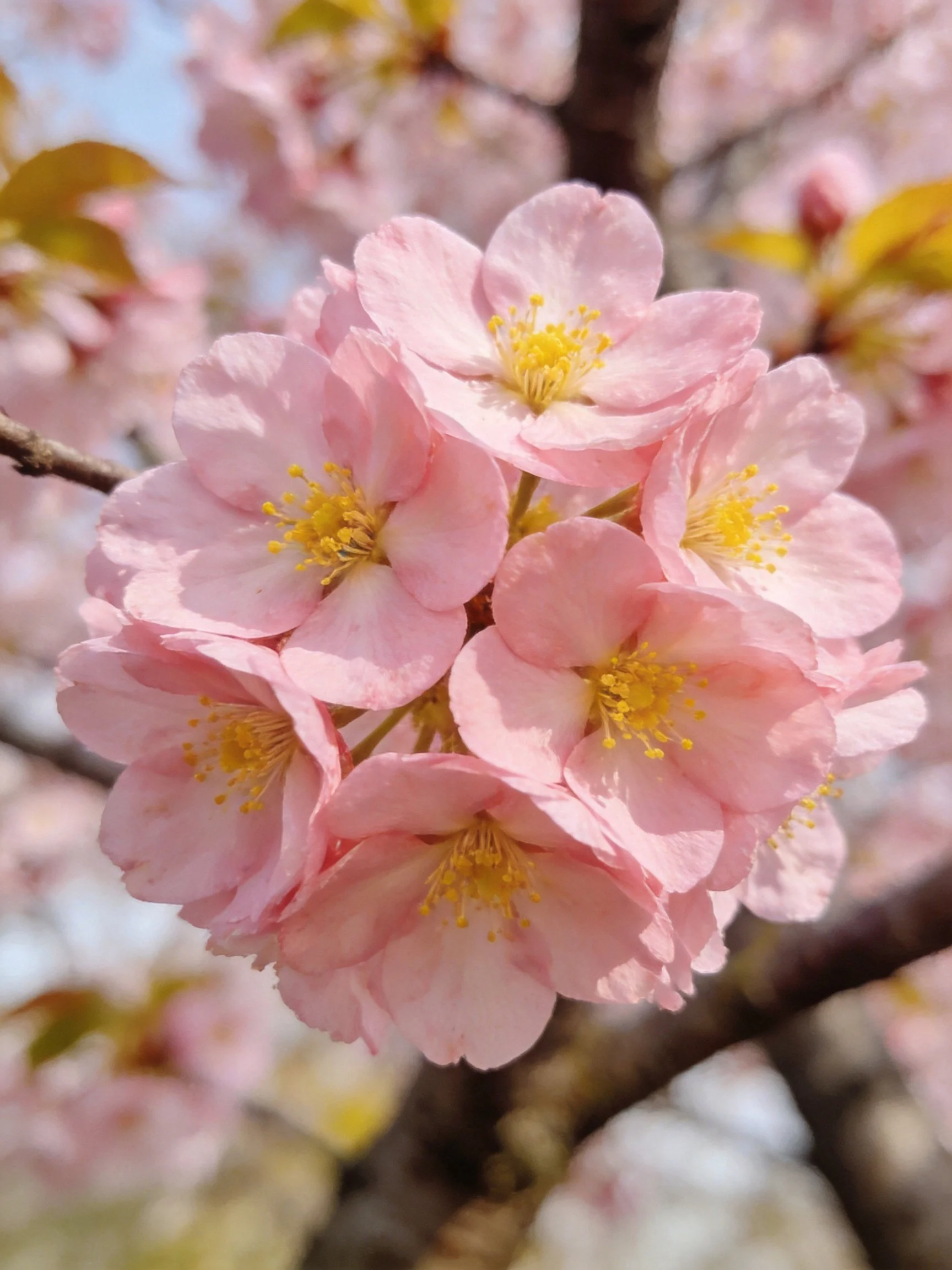 Pink Cherry Blossom Cluster with Yellow Stamens