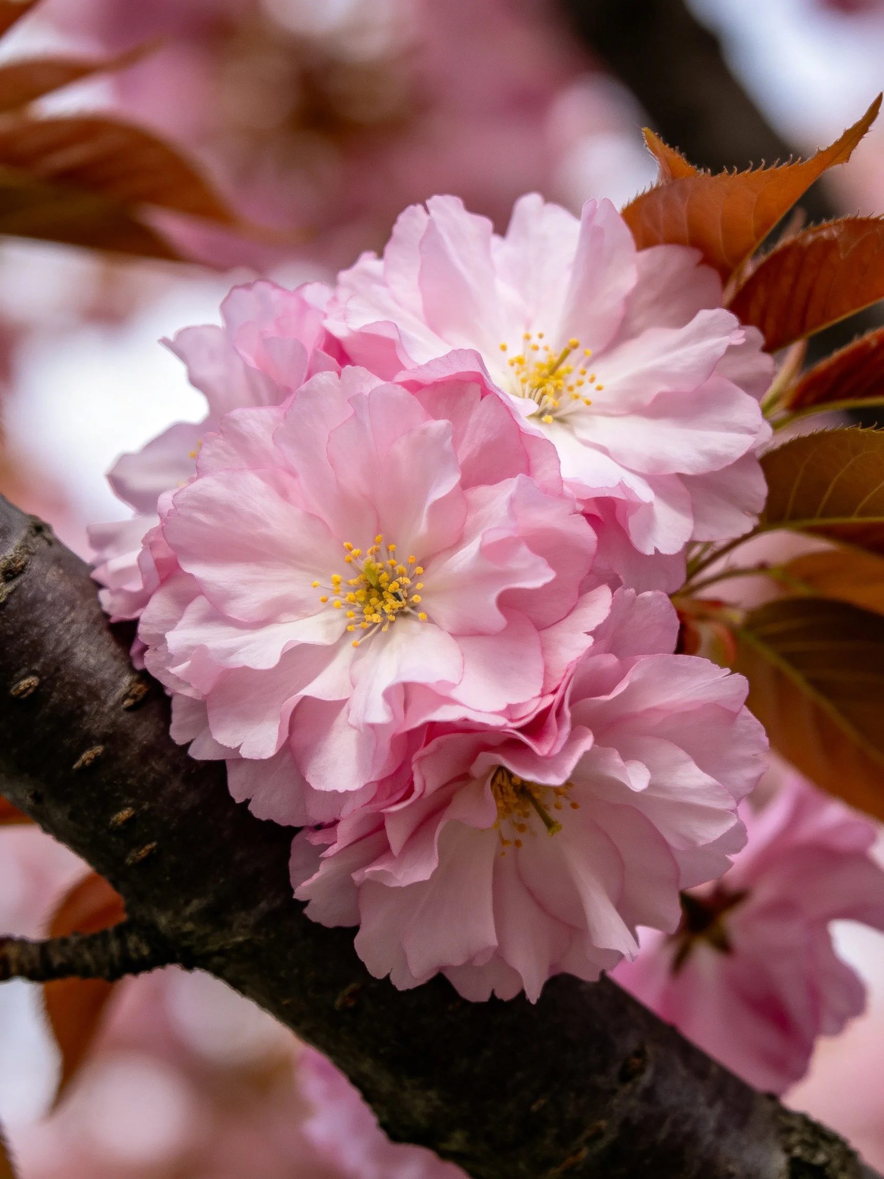 Pink Cherry Blossom Clusters on Dark Branch with Reddish Foliage