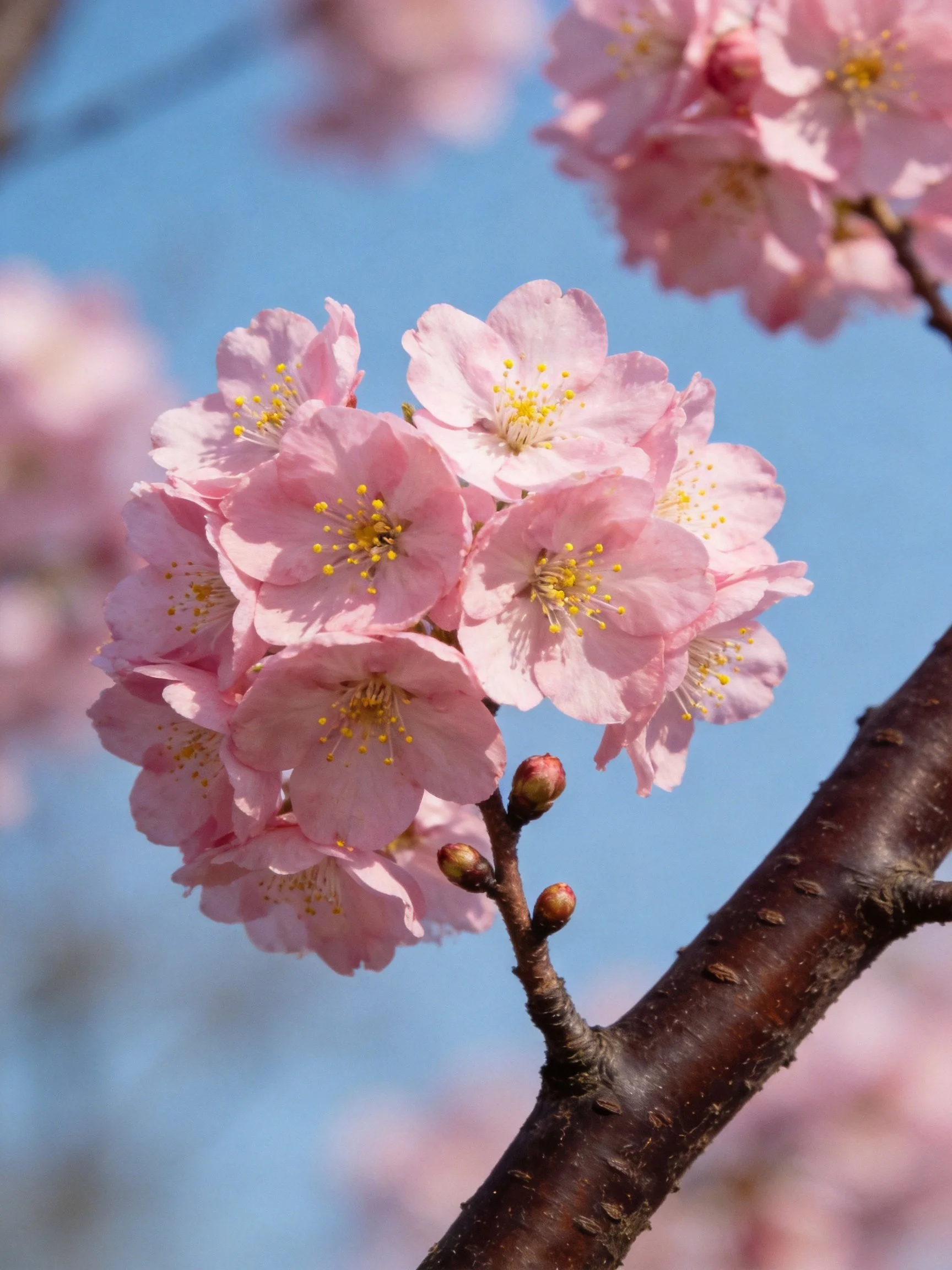 Pink Cherry Blossom Clusters on Dark Branches