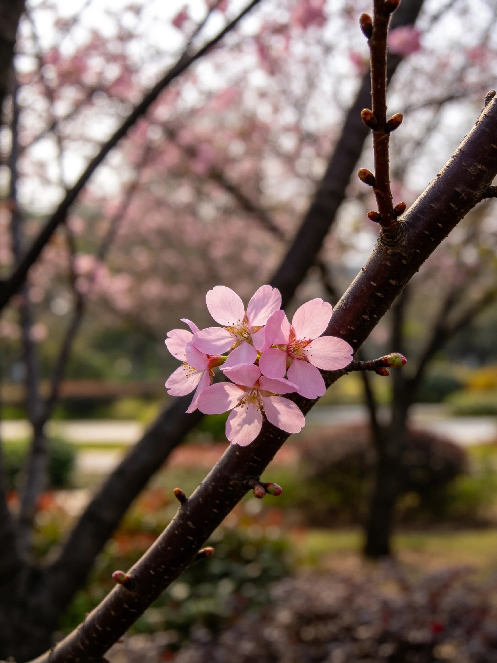 Pink Cherry Blossom Clusters on Dark Twigs Amidst Blurred Trees