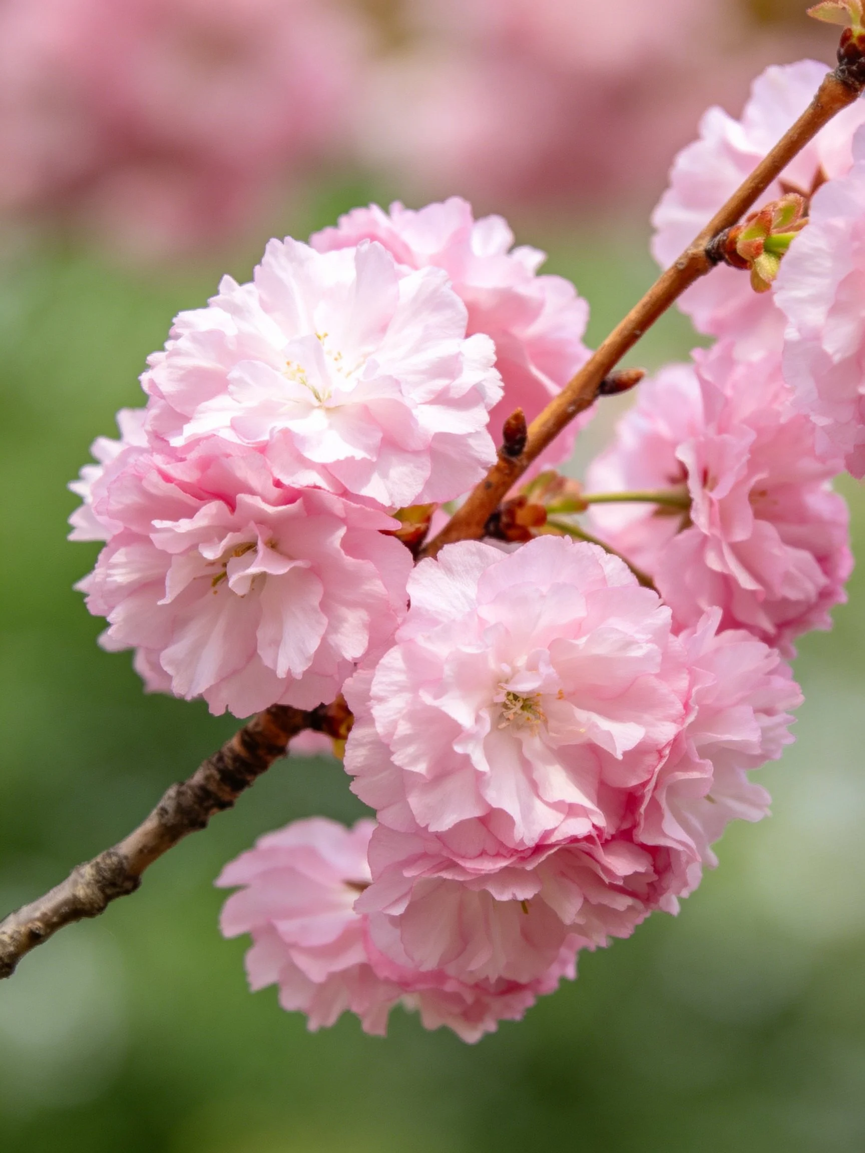 Pink Cherry Blossom Clusters on Twigs with Soft Lighting
