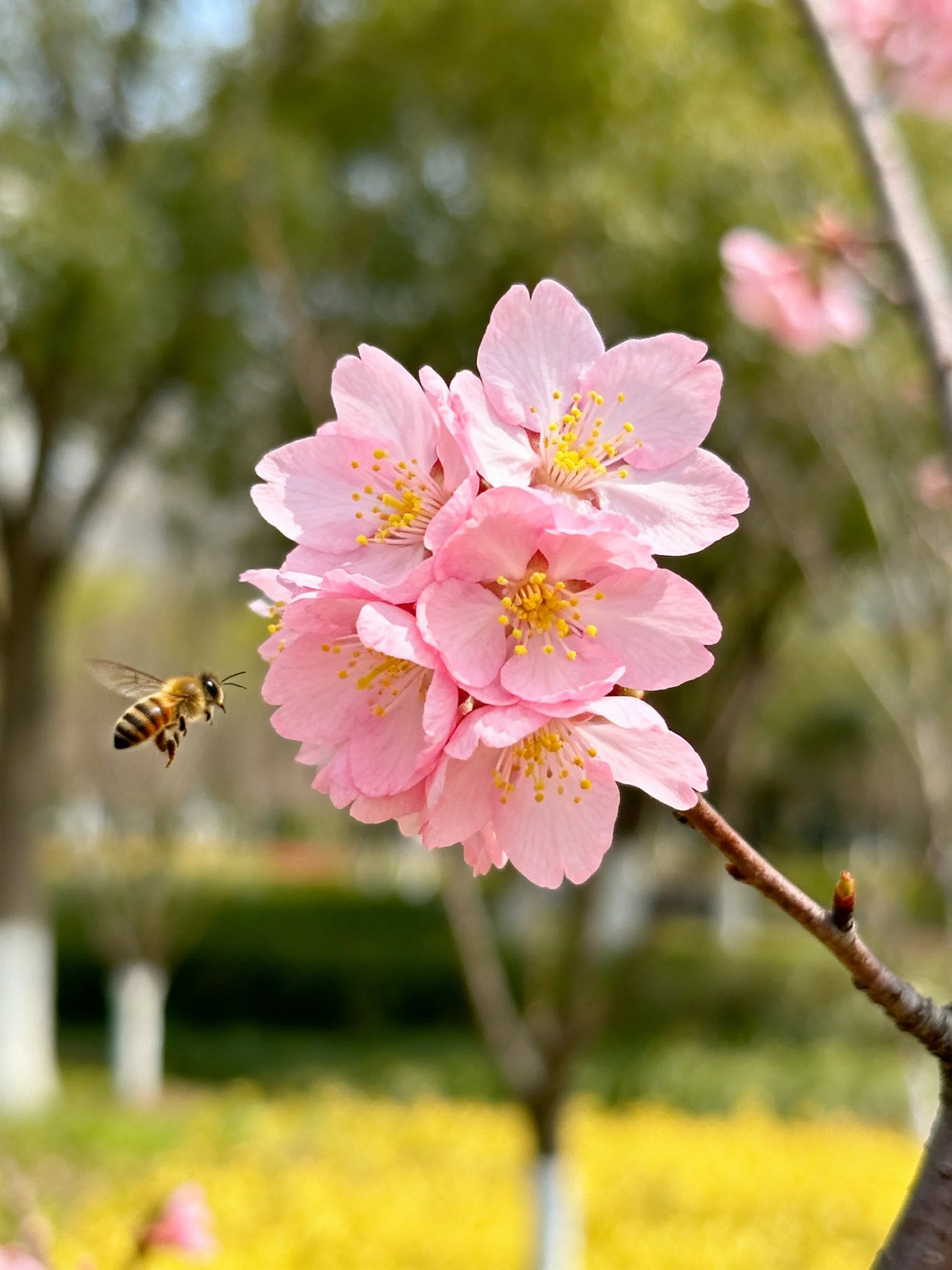 Pink Cherry Blossoms with Bee in Garden