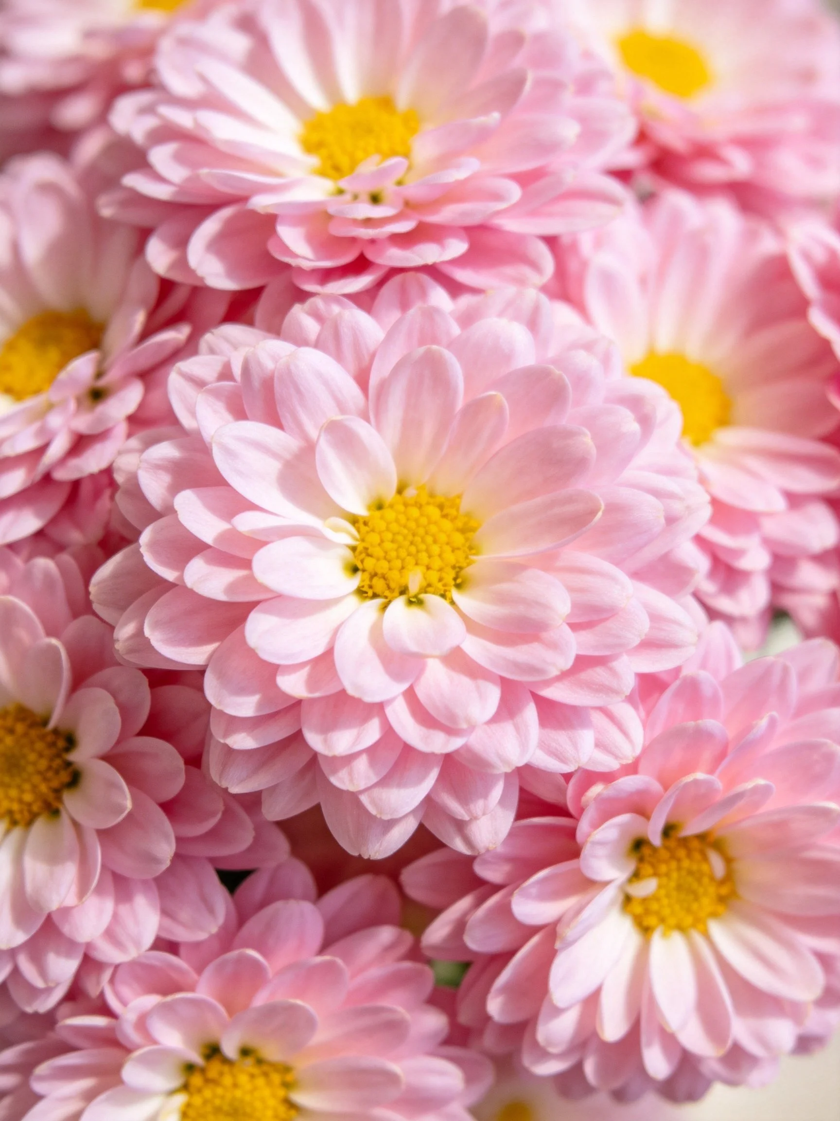 Pink Chrysanthemums with Yellow Centers in Close-Up