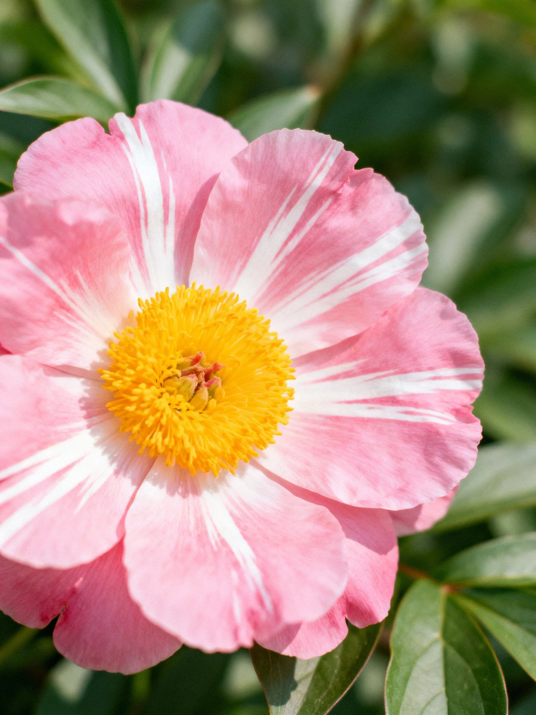 Pink Flower with White Stripes and Yellow Center