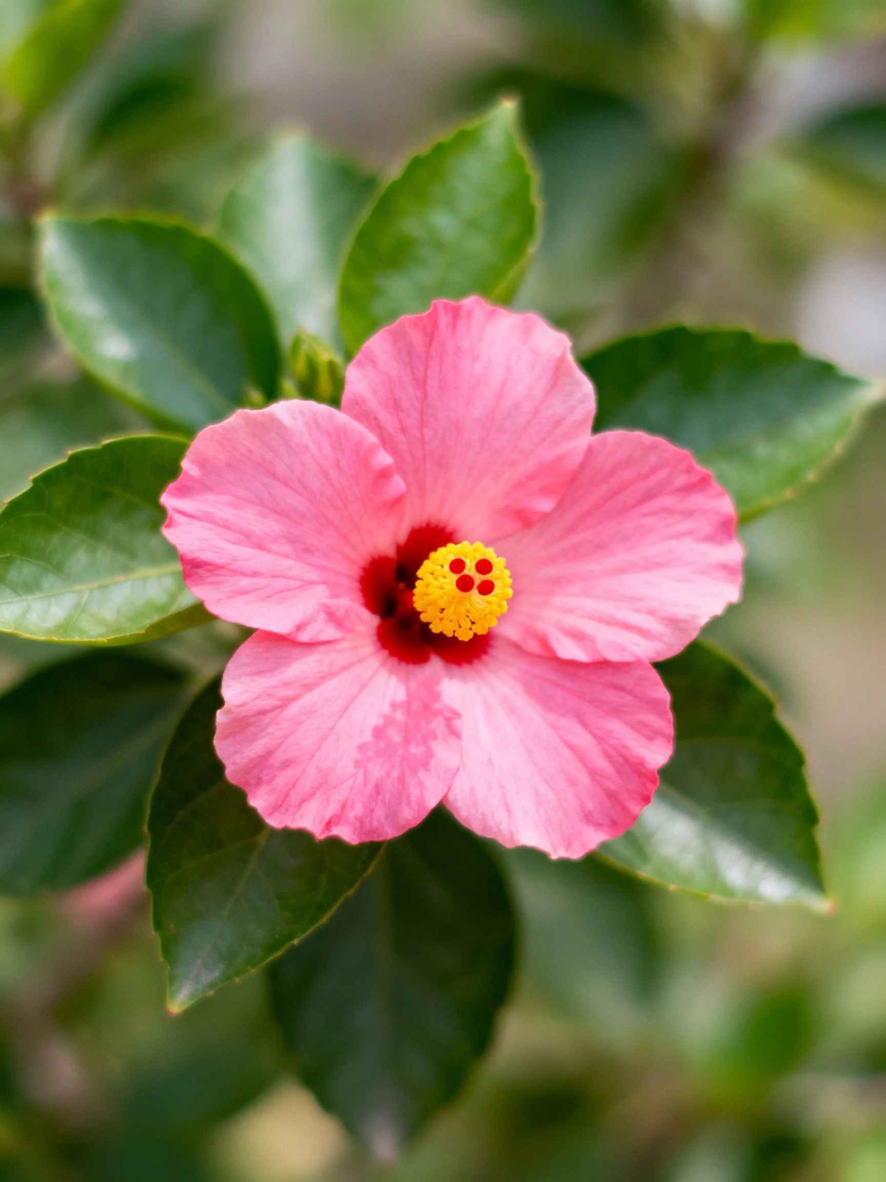 Pink Hibiscus Flower with Dark Red Center and Green Leaves