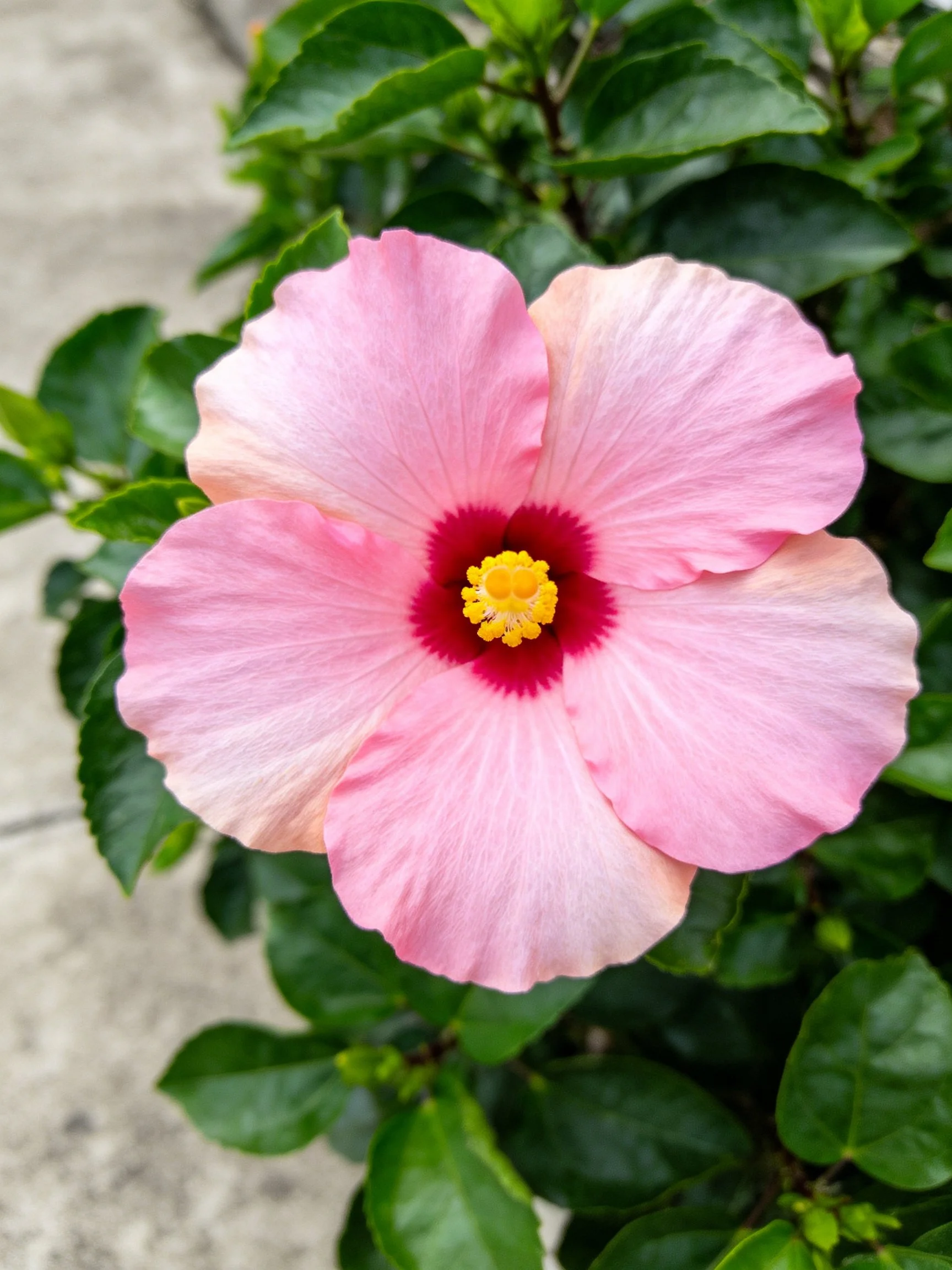 Pink Hibiscus Flower with Dark Red Center and Lush Green Foliage