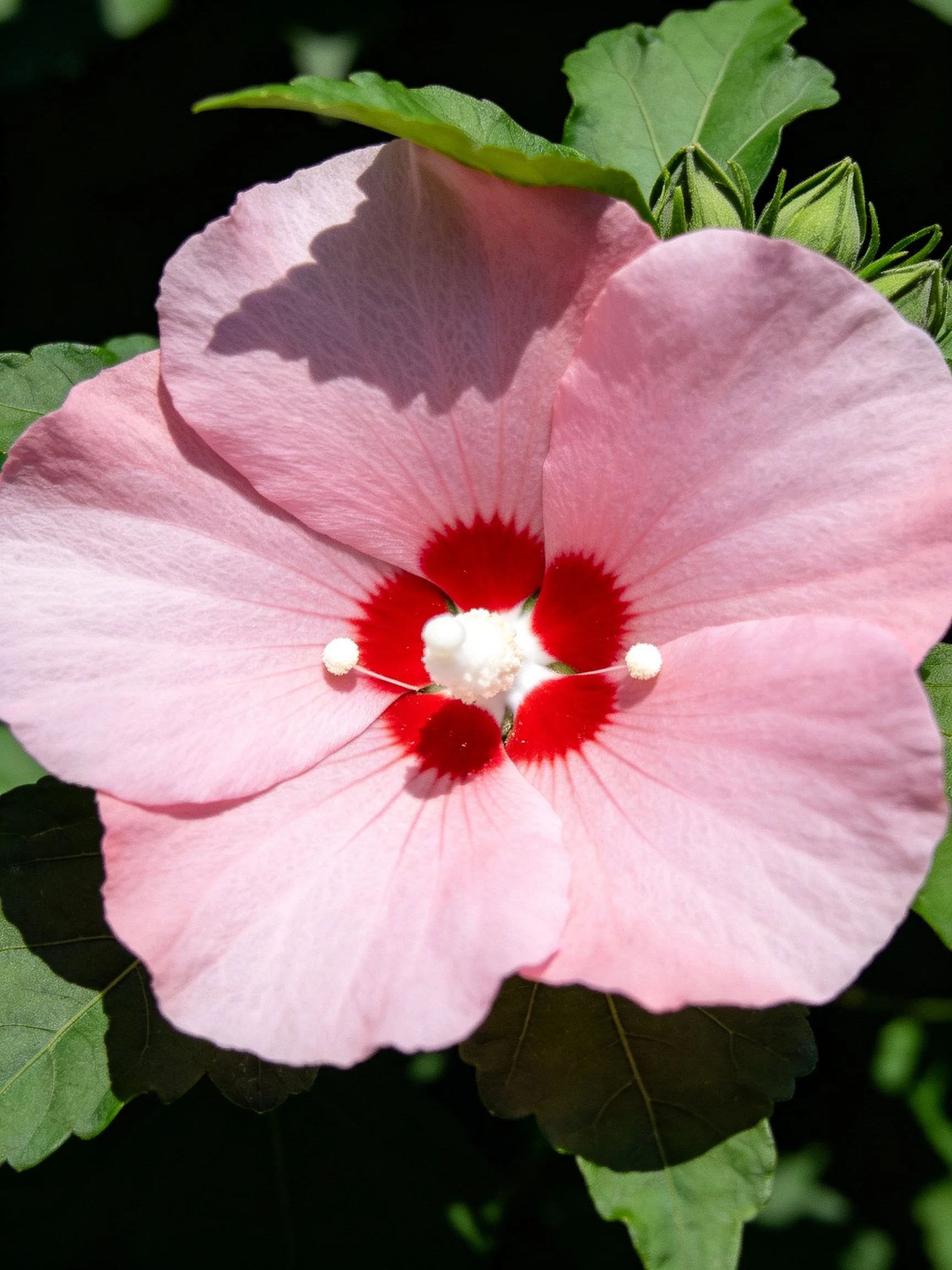Pink Hibiscus Flower with Red Center and Green Foliage