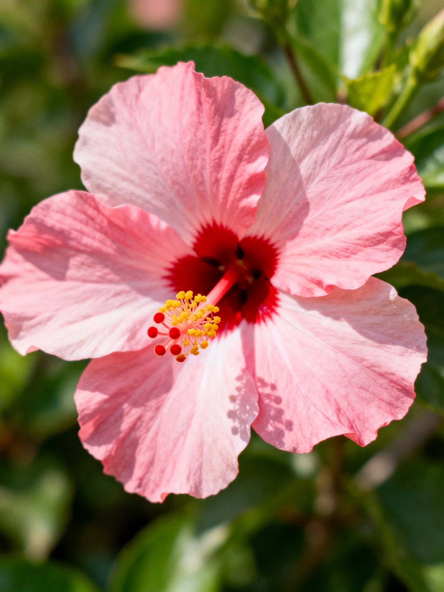 Pink Hibiscus Flower with Red Center and Yellow Stamens