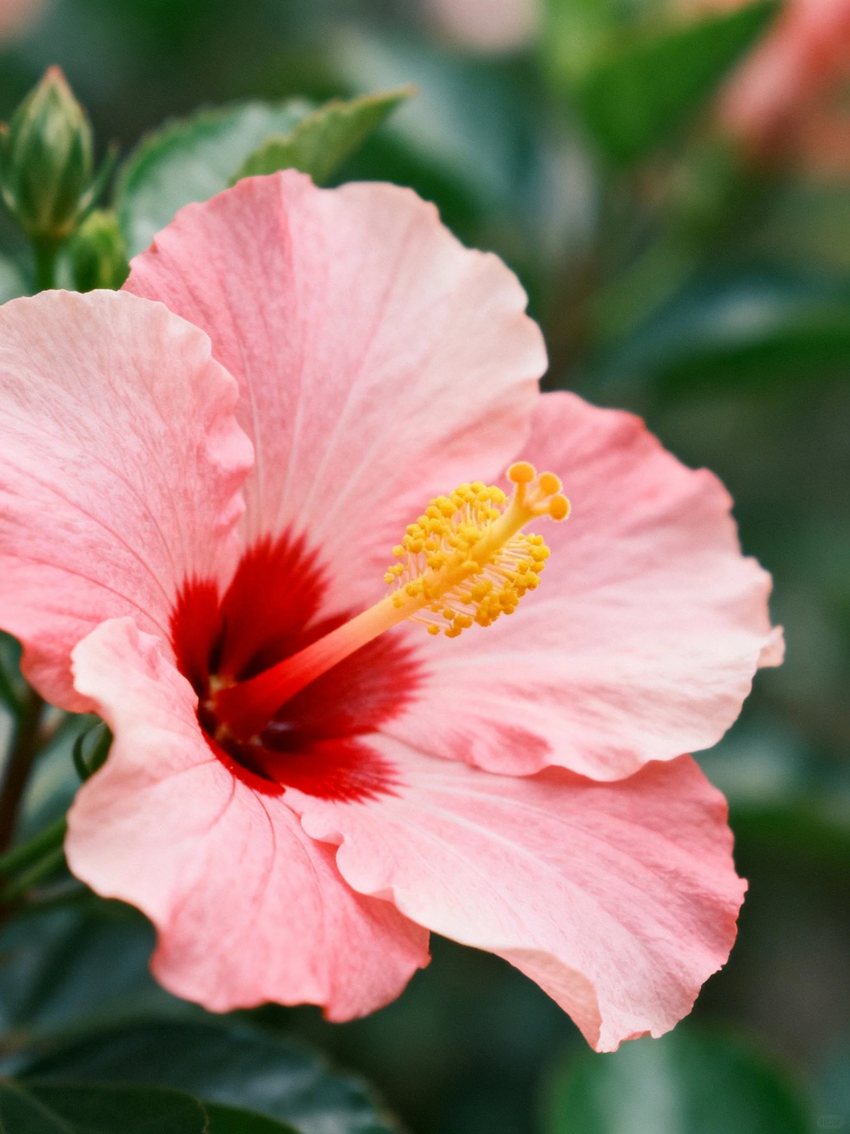 Pink Hibiscus Flower with Red Center and Yellow Stamens