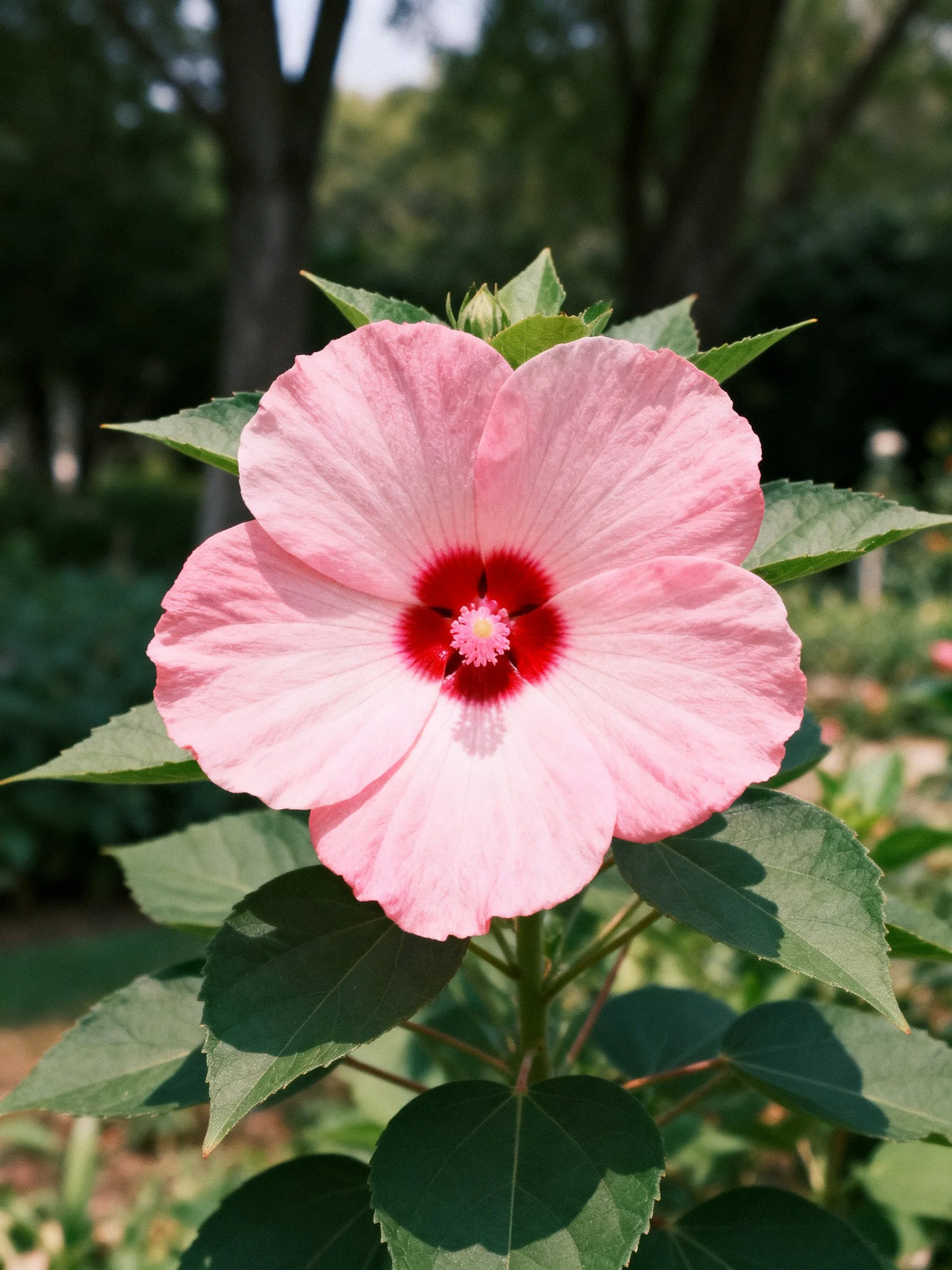 Pink Hibiscus Flower with Red Center in Garden