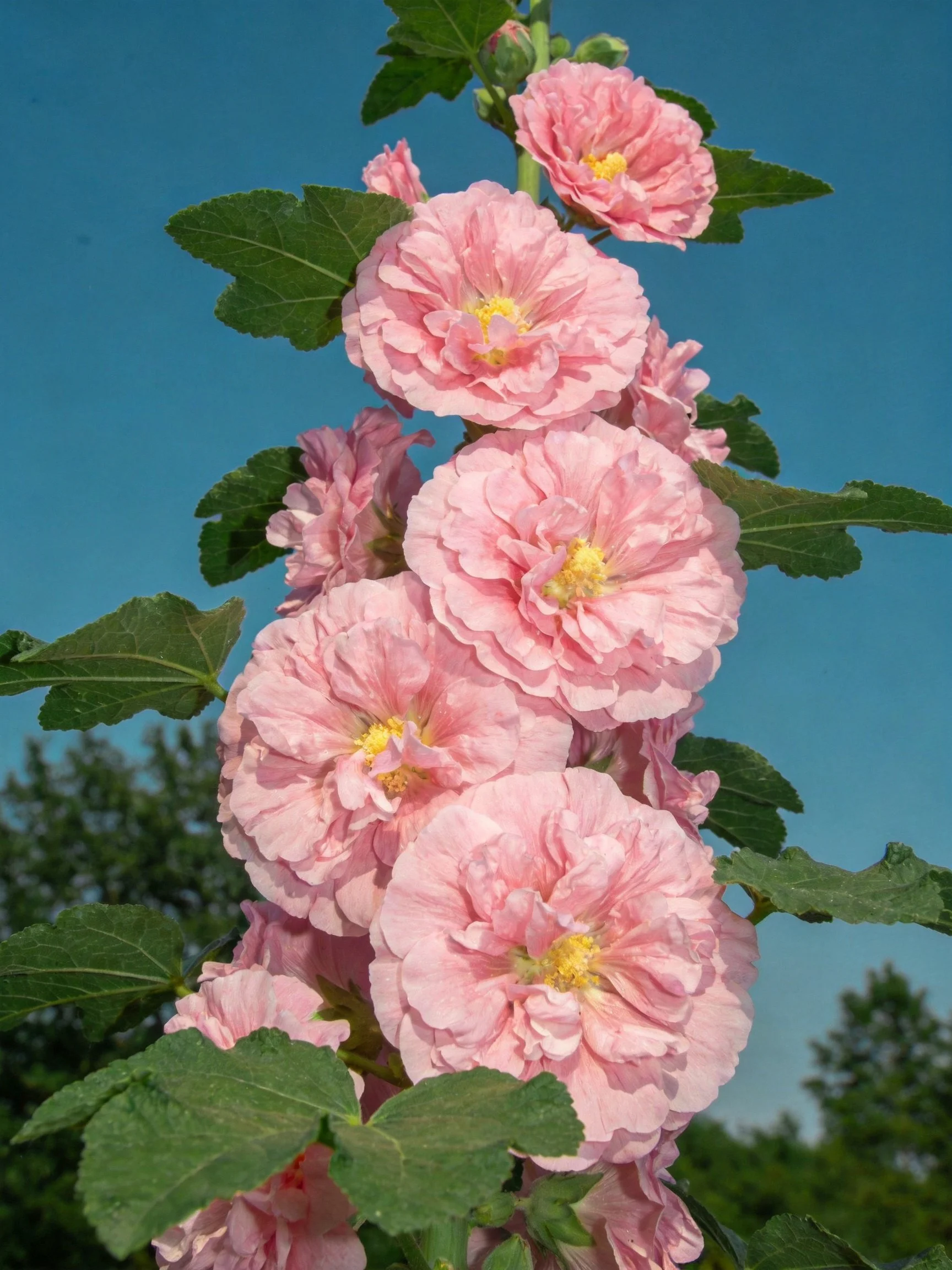 Pink Hollyhocks Bloom Abundantly with Green Leaves Against Blue Sky