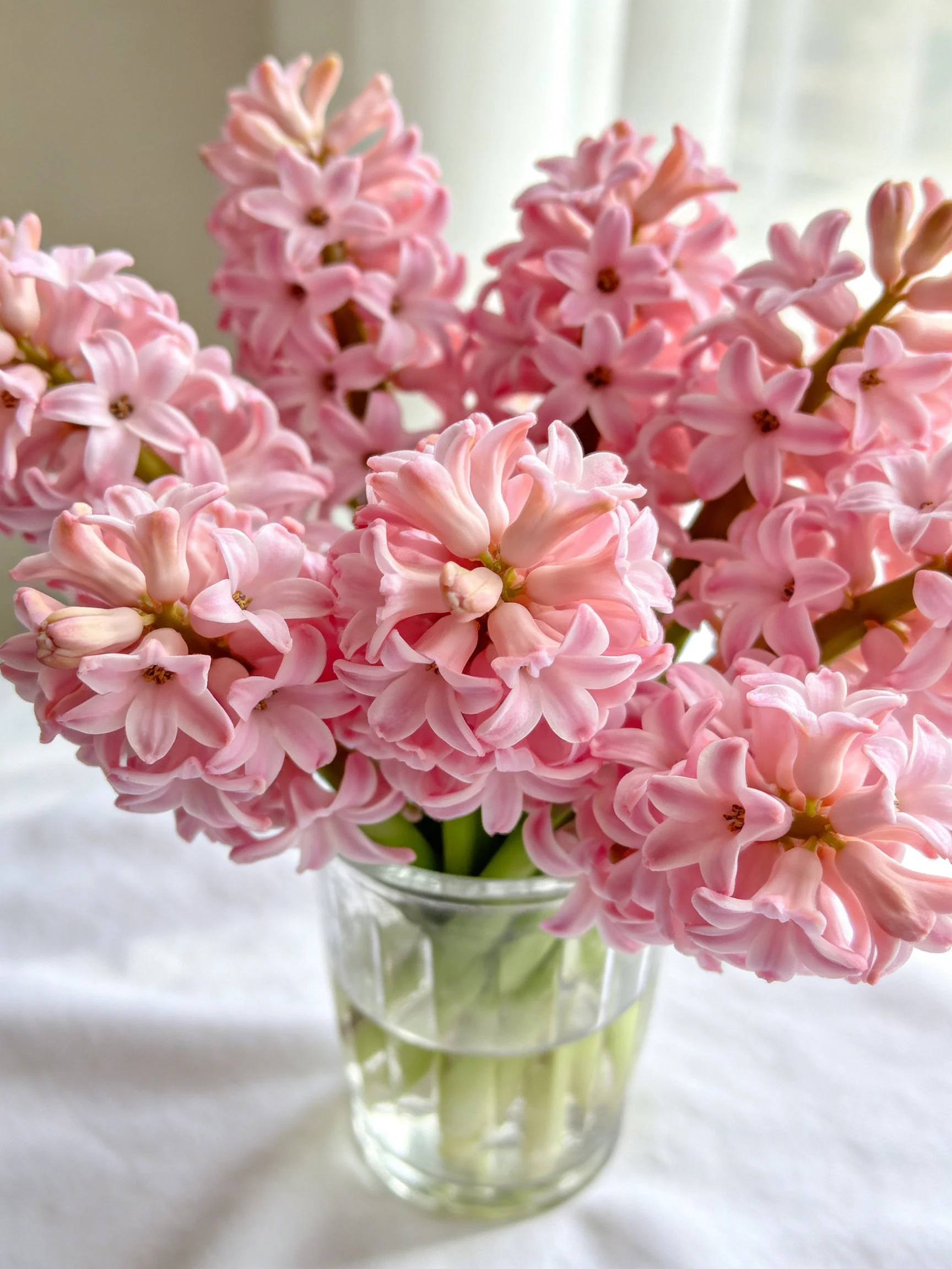Pink Hyacinths Arranged in a Clear Glass Vase with Water