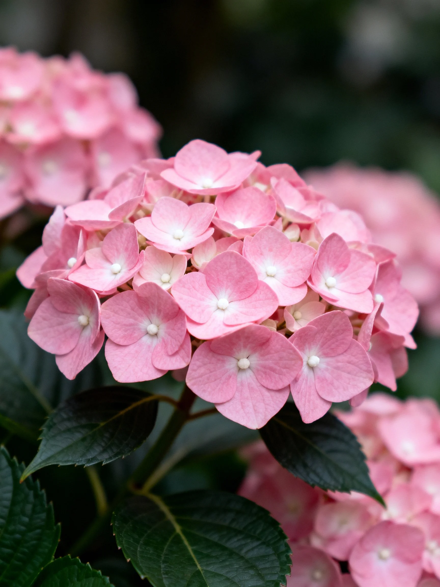 Close - up of vibrant pink hydrangea blooms with dark green leaves.