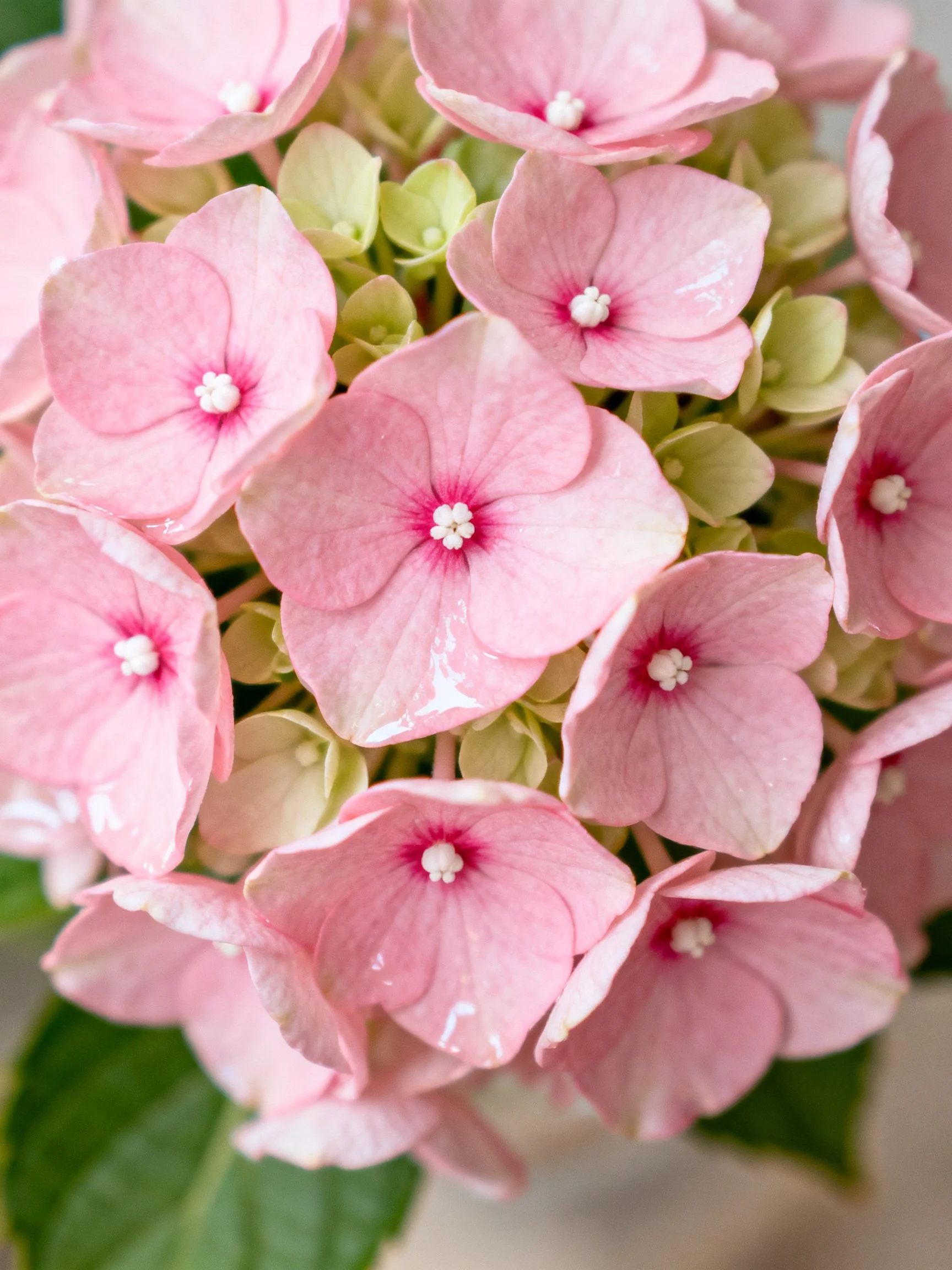 Pink Hydrangeas with Green Buds and Soft Lighting