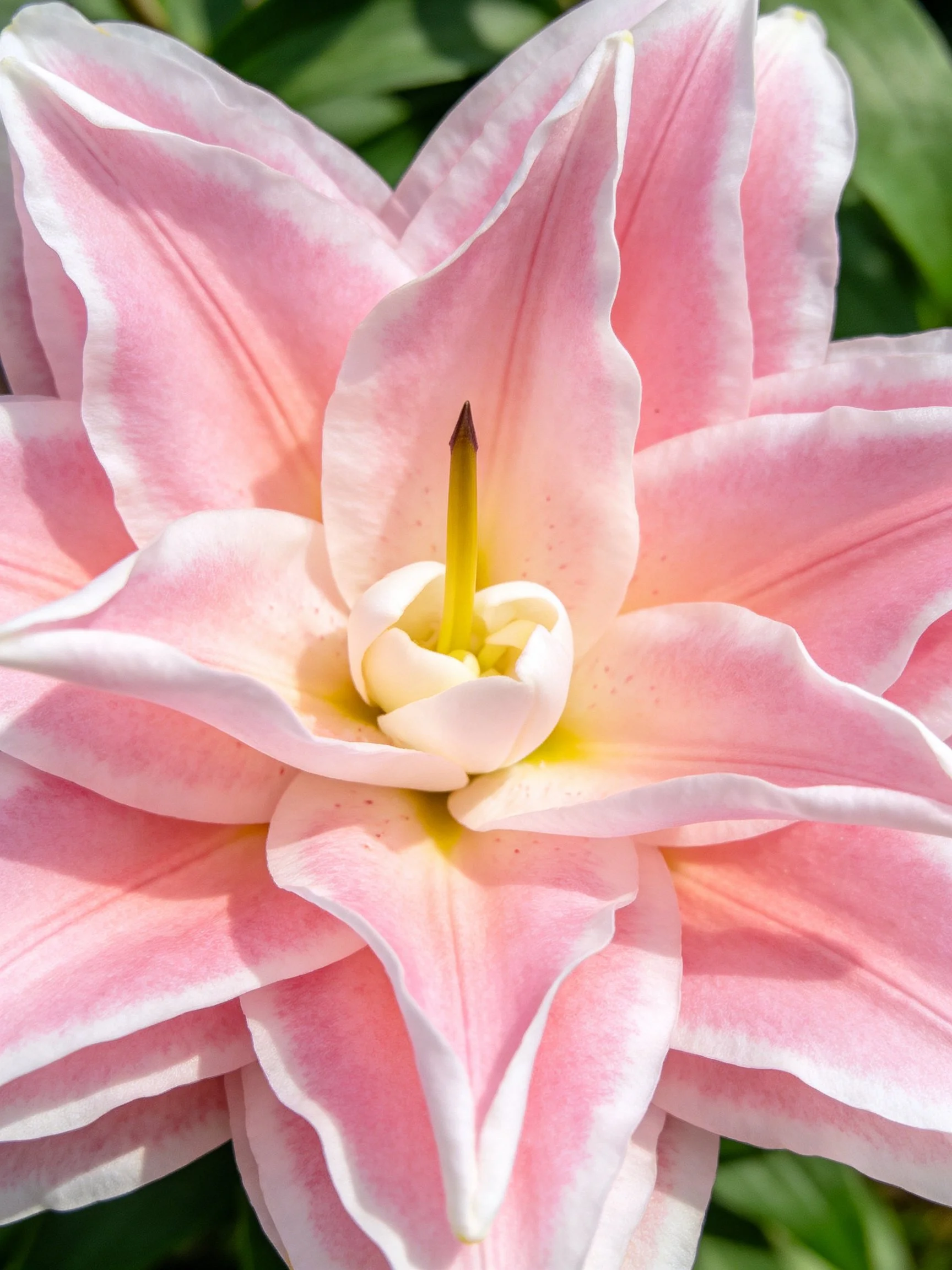 Pink Lily Flower with Delicate White Petal Edges