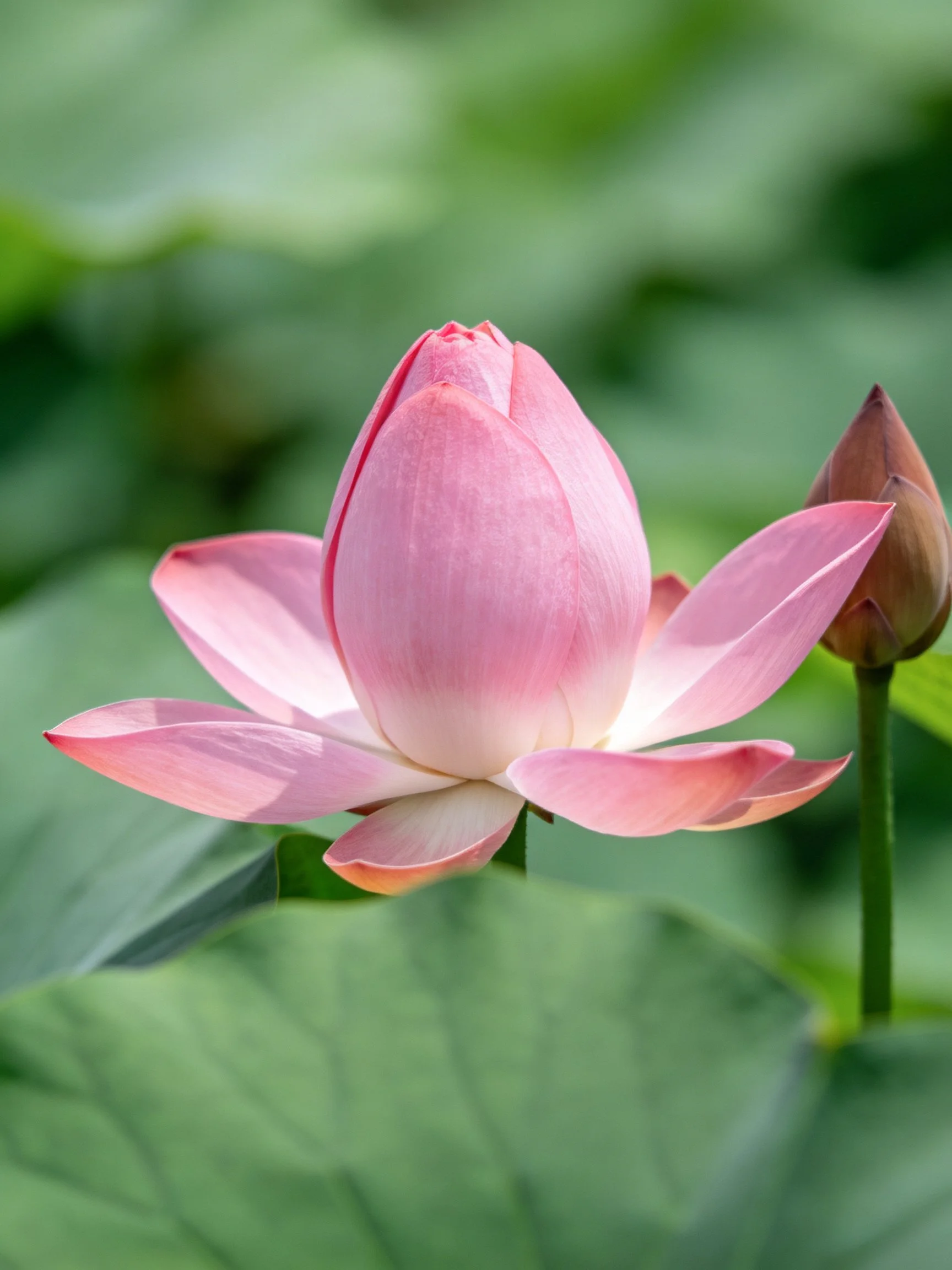 Pink Lotus Bud Blooming Among Green Leaves