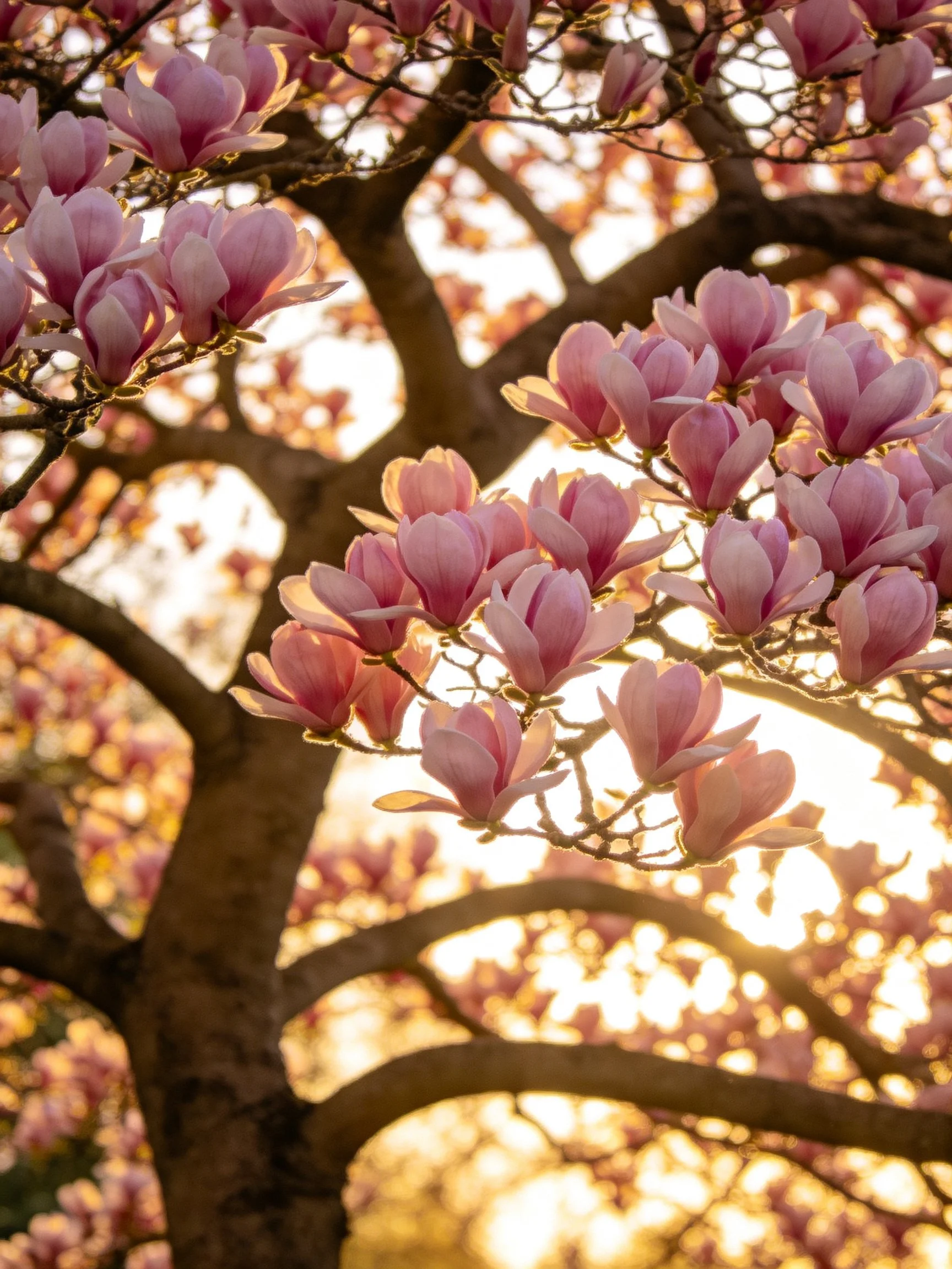Pink Magnolia Blossoms with Golden Sunlight