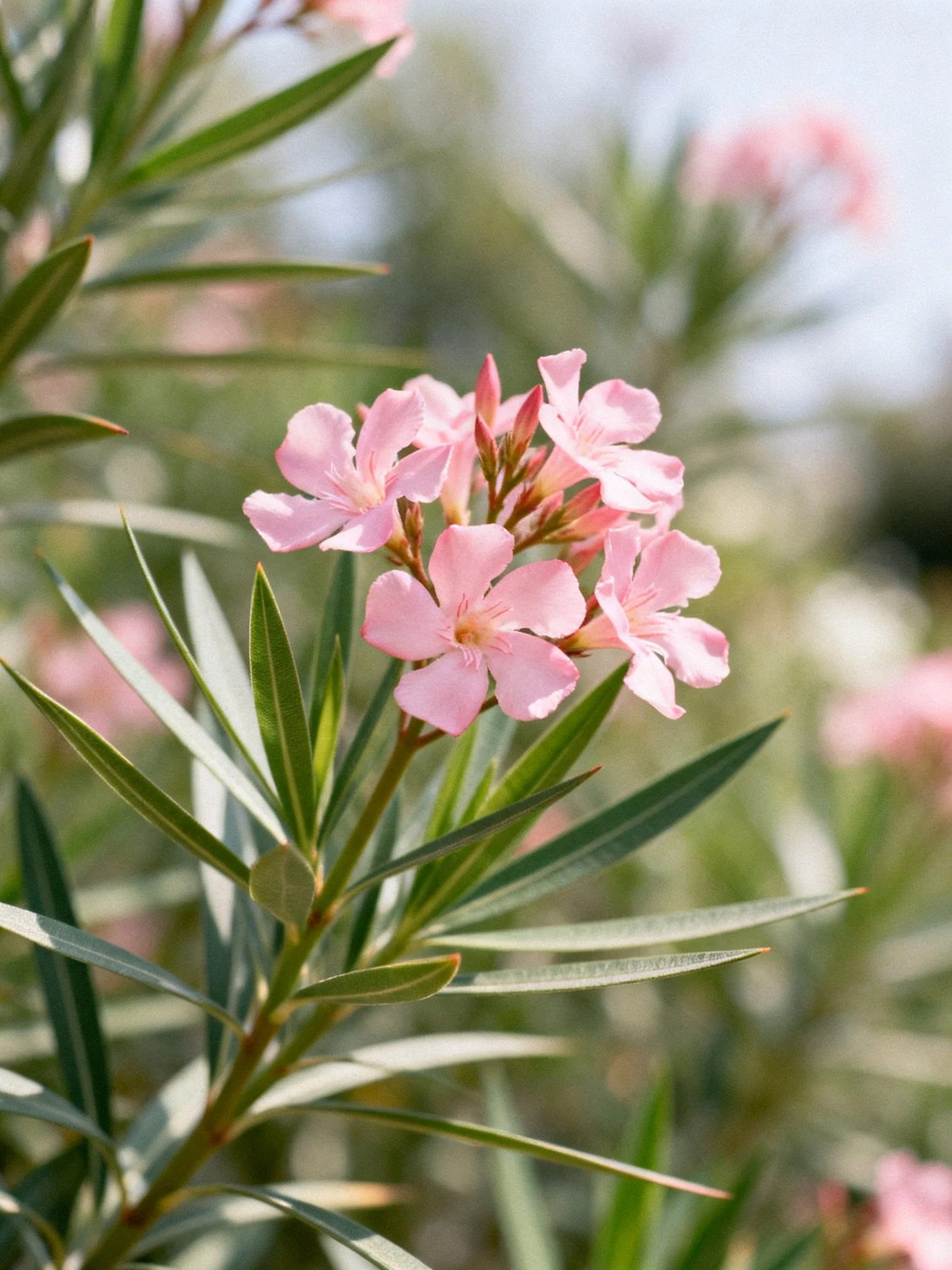 Pink Oleander Flowers with Long Green Leaves