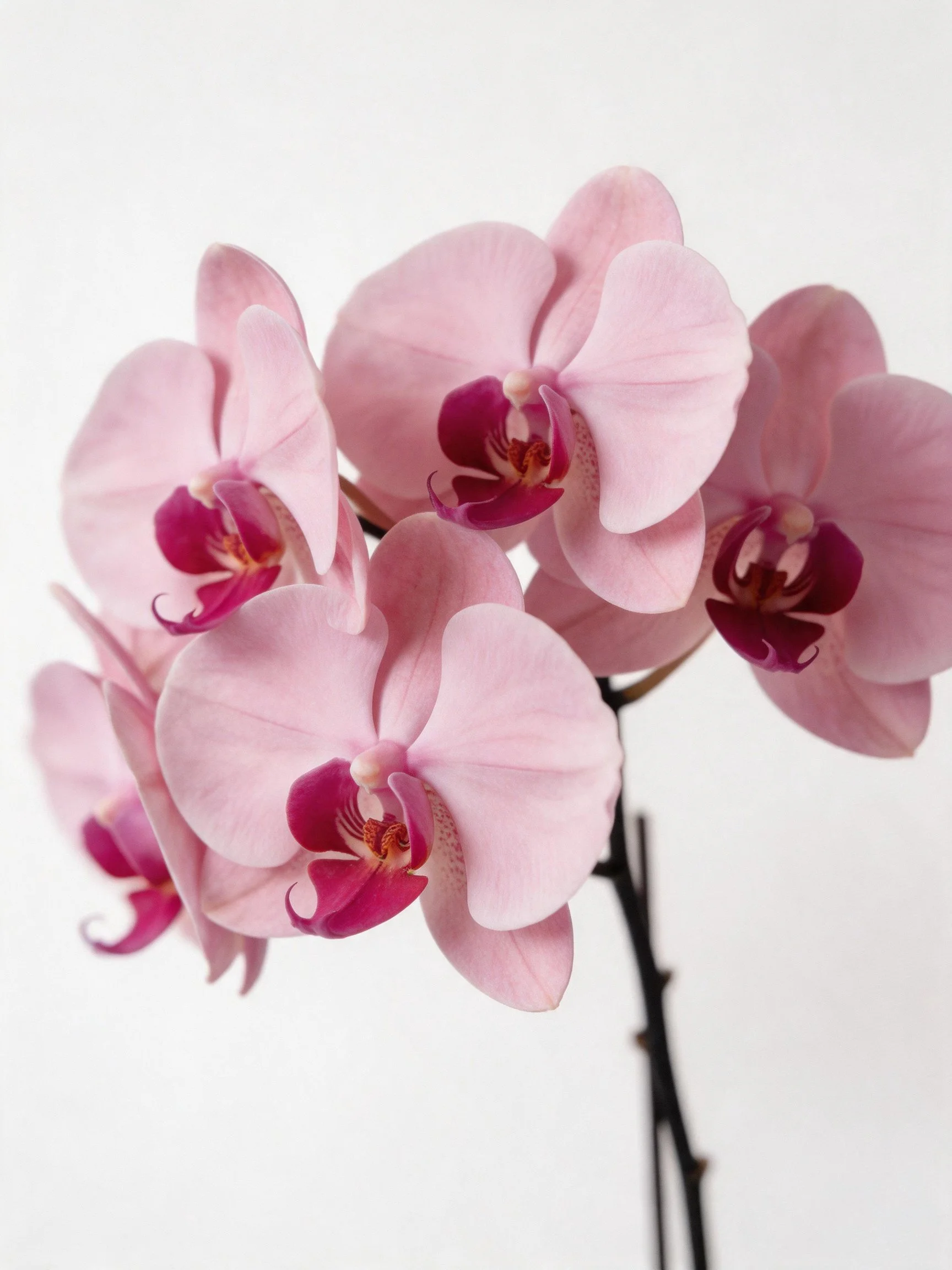 Pink Orchid Cluster with Deep Magenta Centers