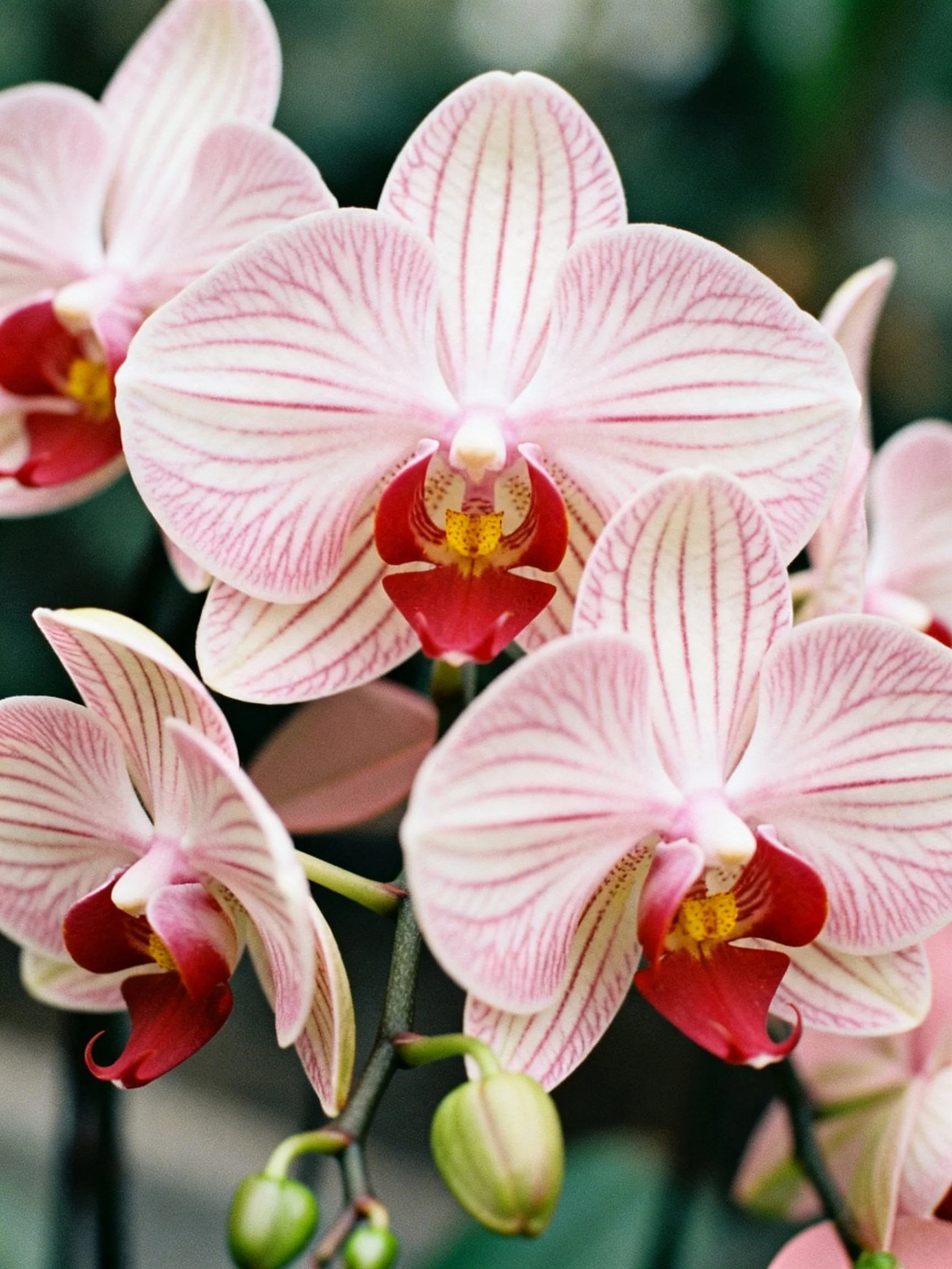 Pink Orchids With Red Centers in Close-Up