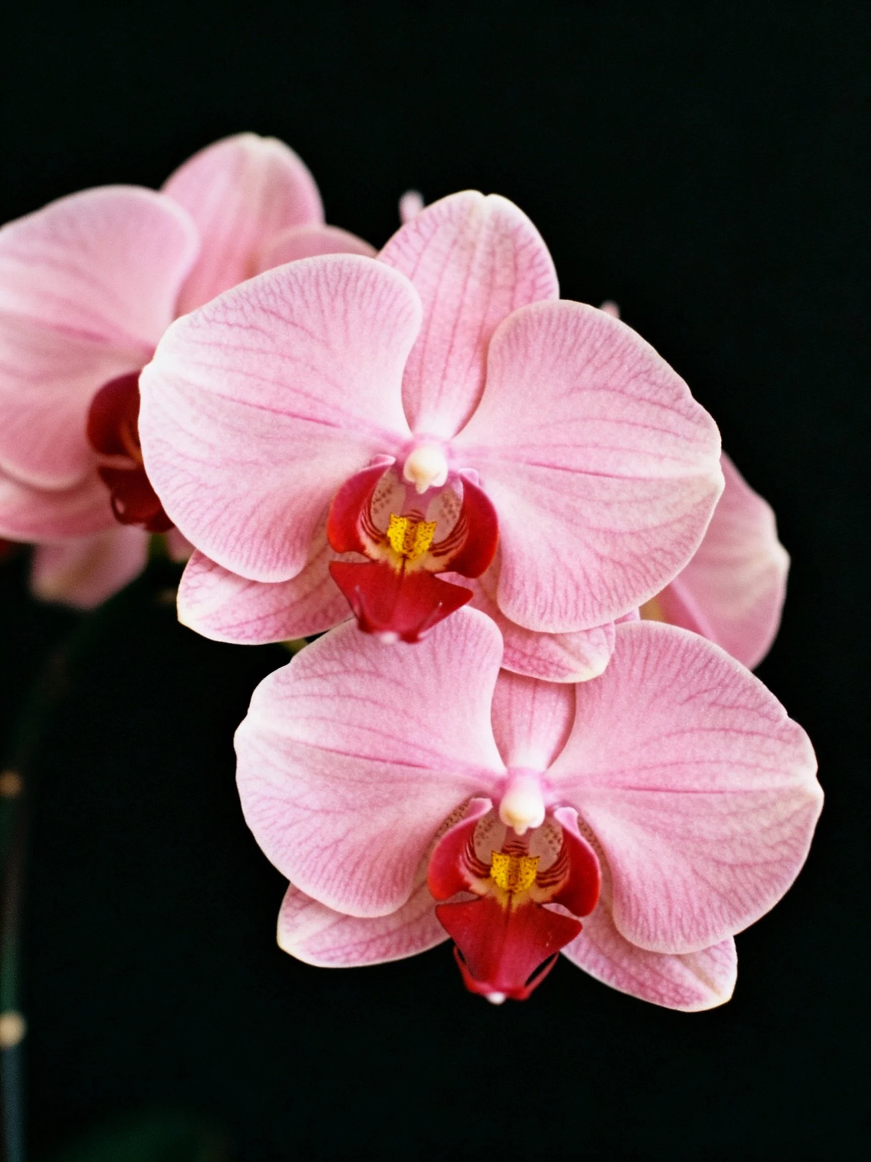 Pink orchids with red centers bloom against a dark background.