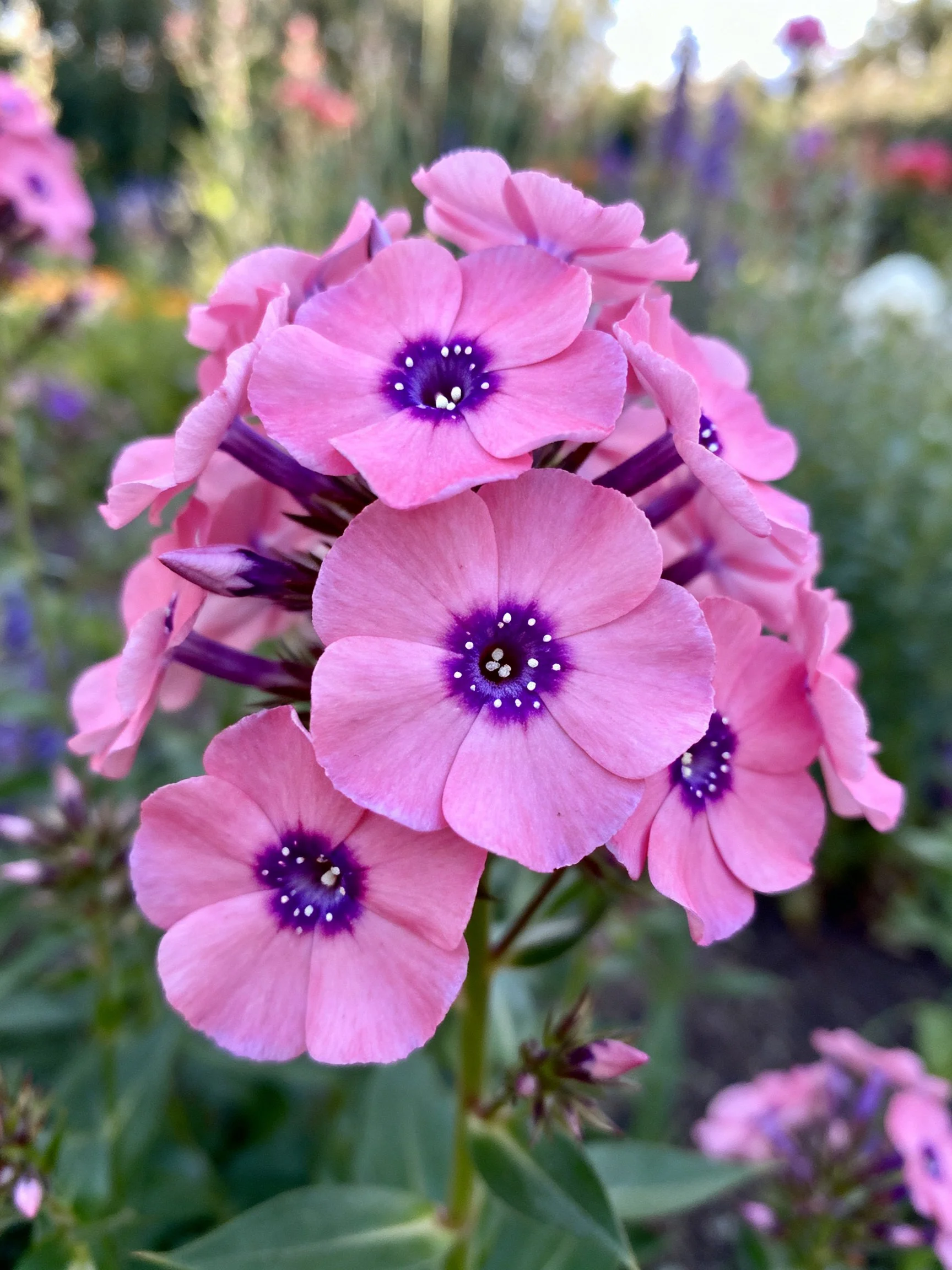 Pink Phlox Flowers with Purple Centers Clustered in a Garden