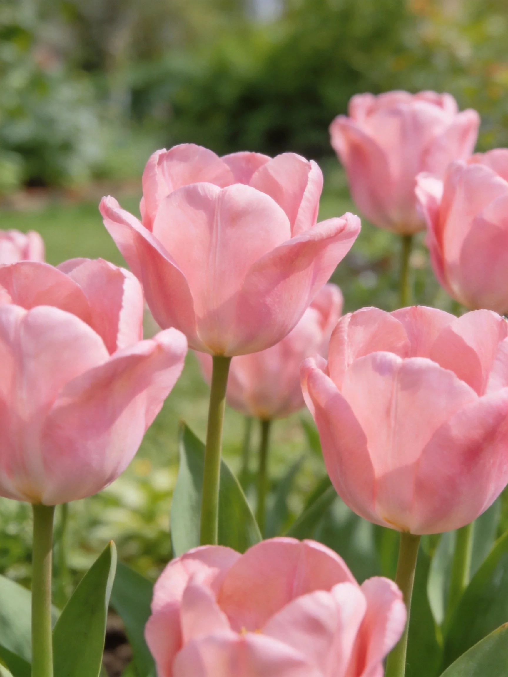 Pink Tulips Blooming in a Sunlit Garden