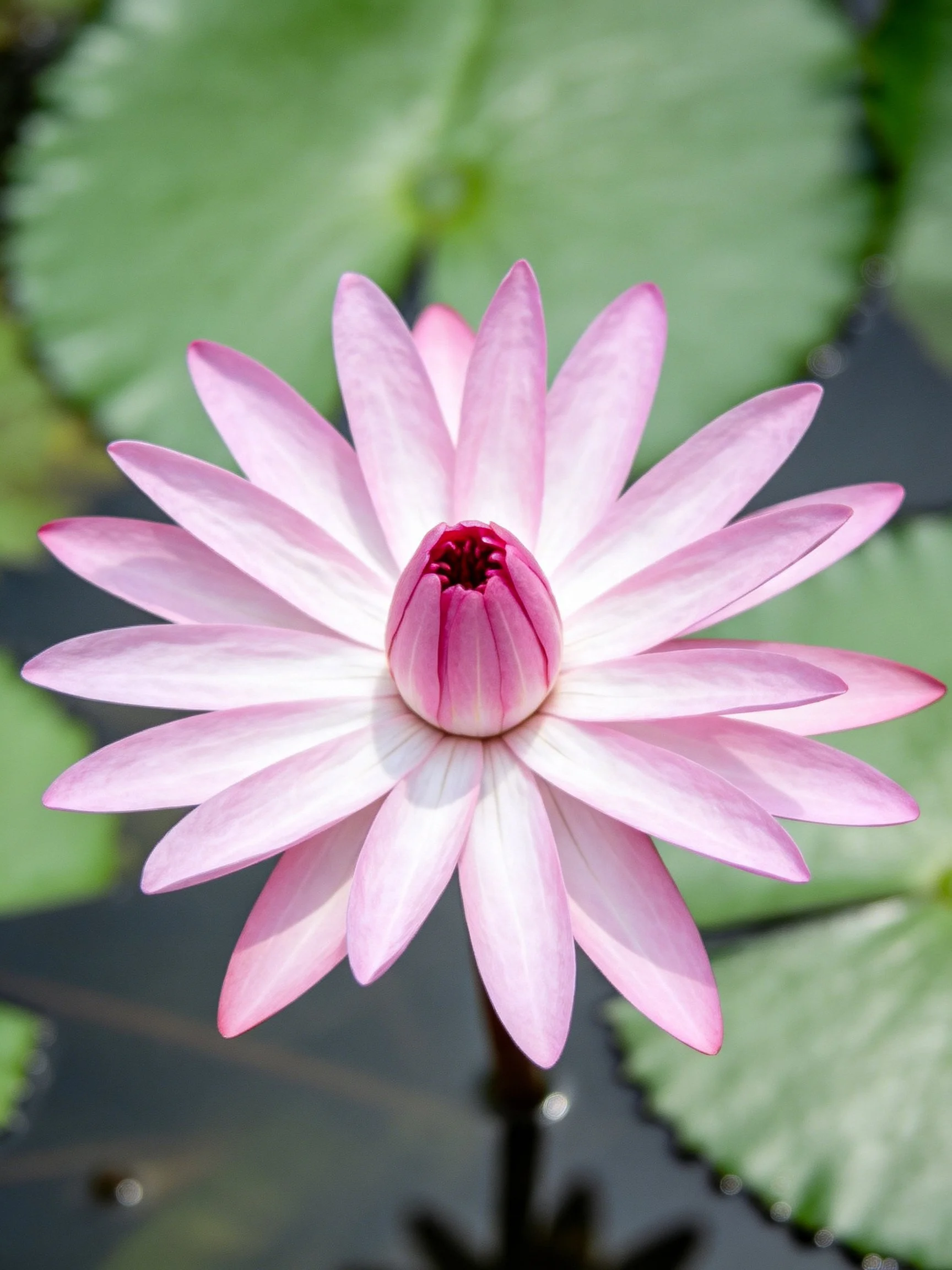 Pink Water Lily with Broad Green Lily Pads