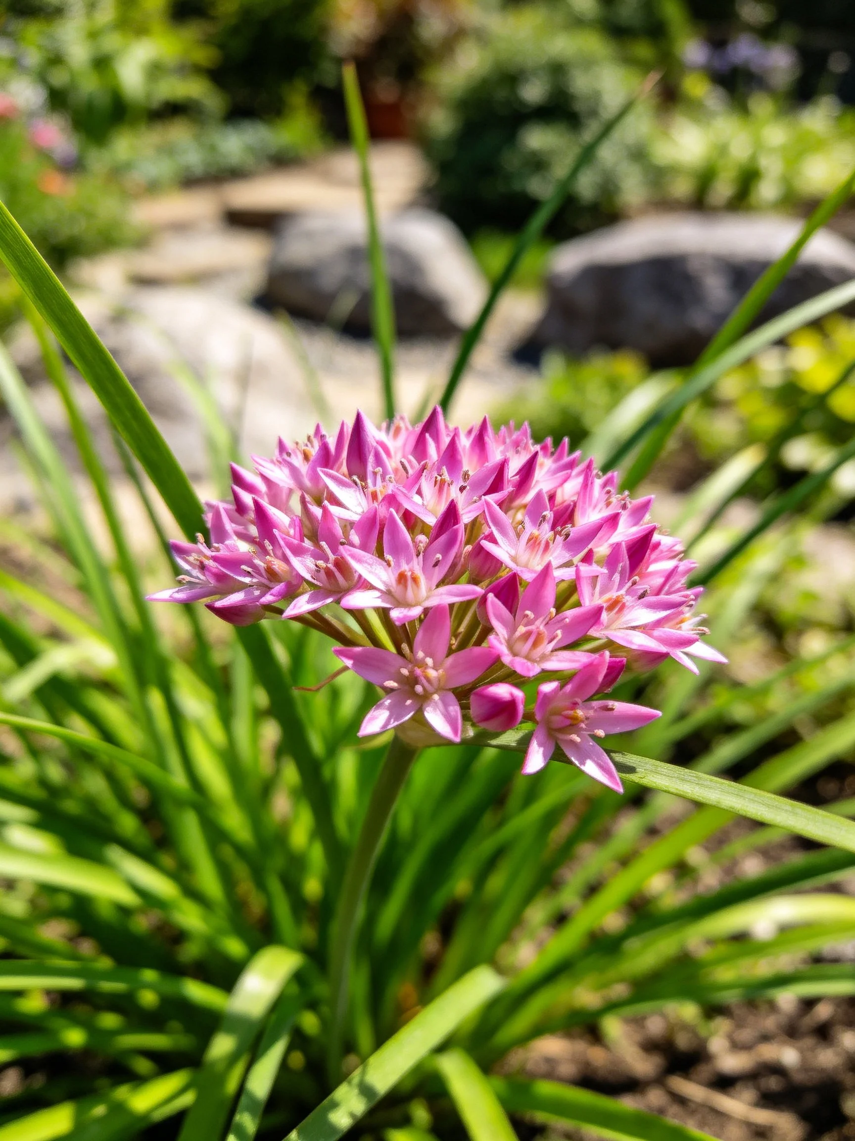 Pink allium flowers bloom among long green leaves in a sunlit garden.