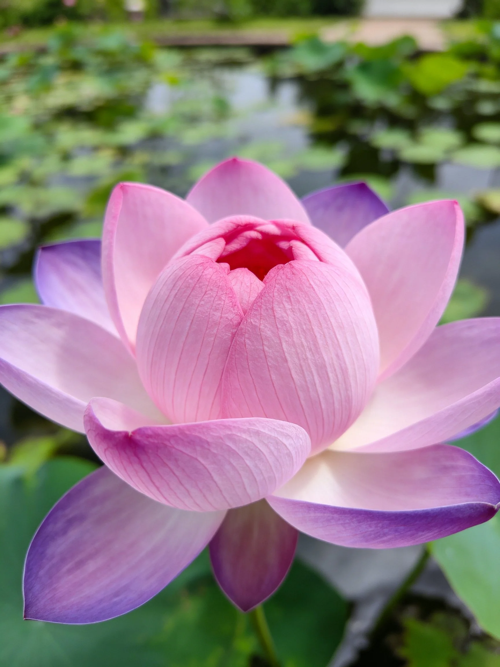 Pink and Purple Lotus Bloom with Green Lagoon Background