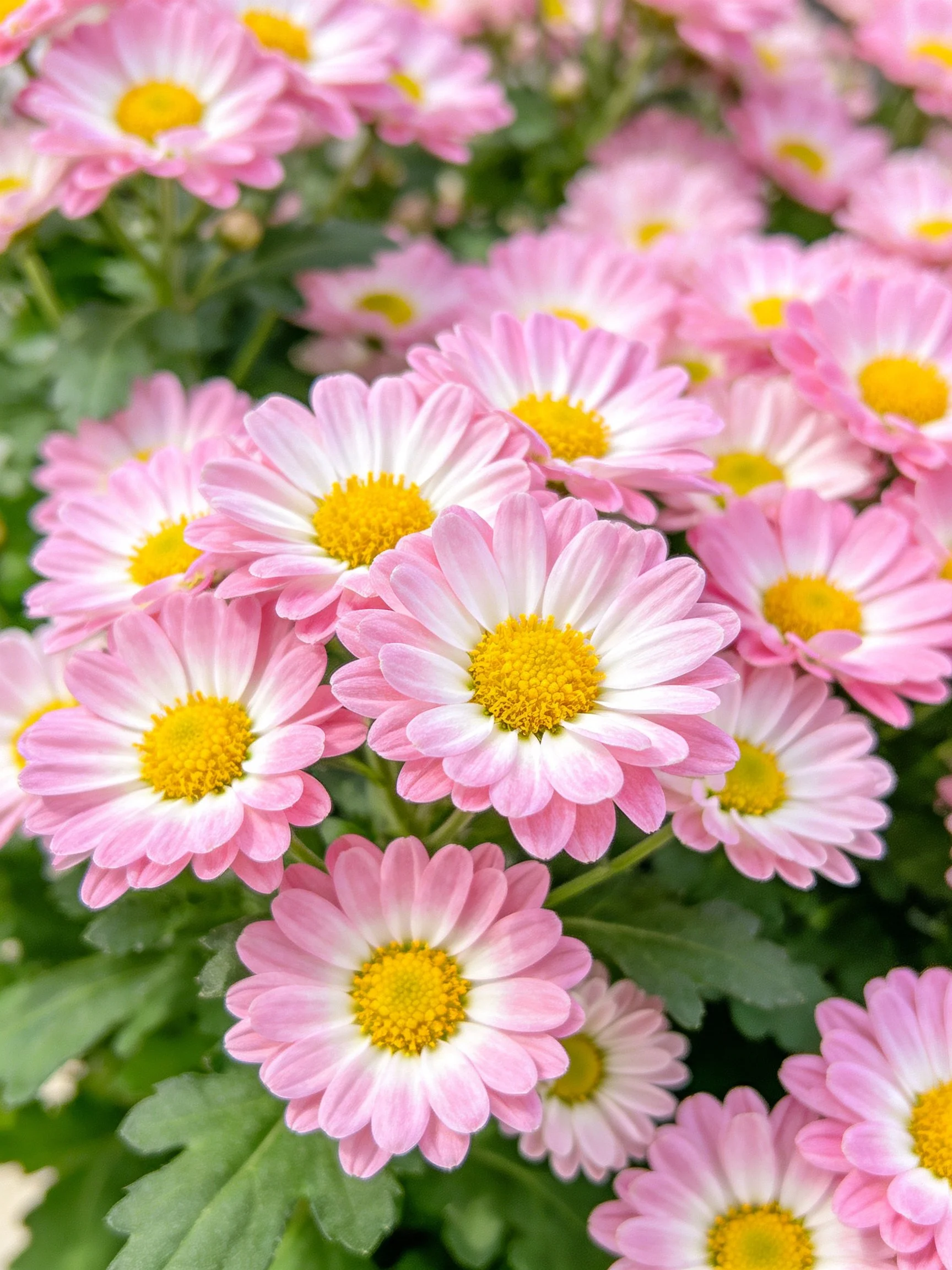Pink and White Chrysanthemums with Yellow Centers Dense Cluster
