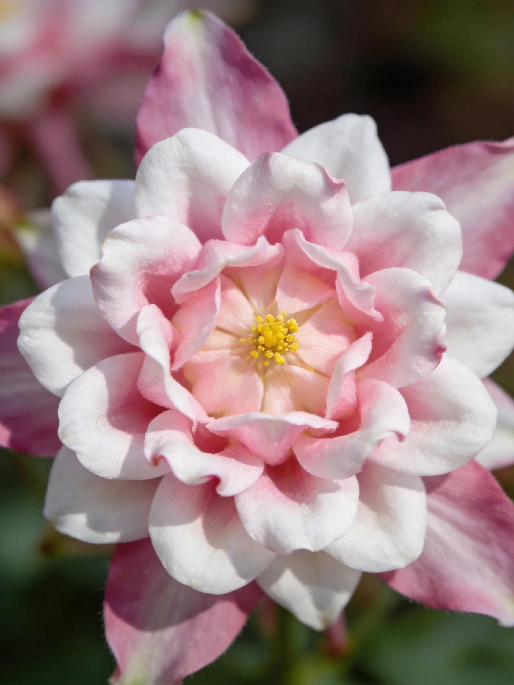 Pink and White Layered Flower with Yellow Center