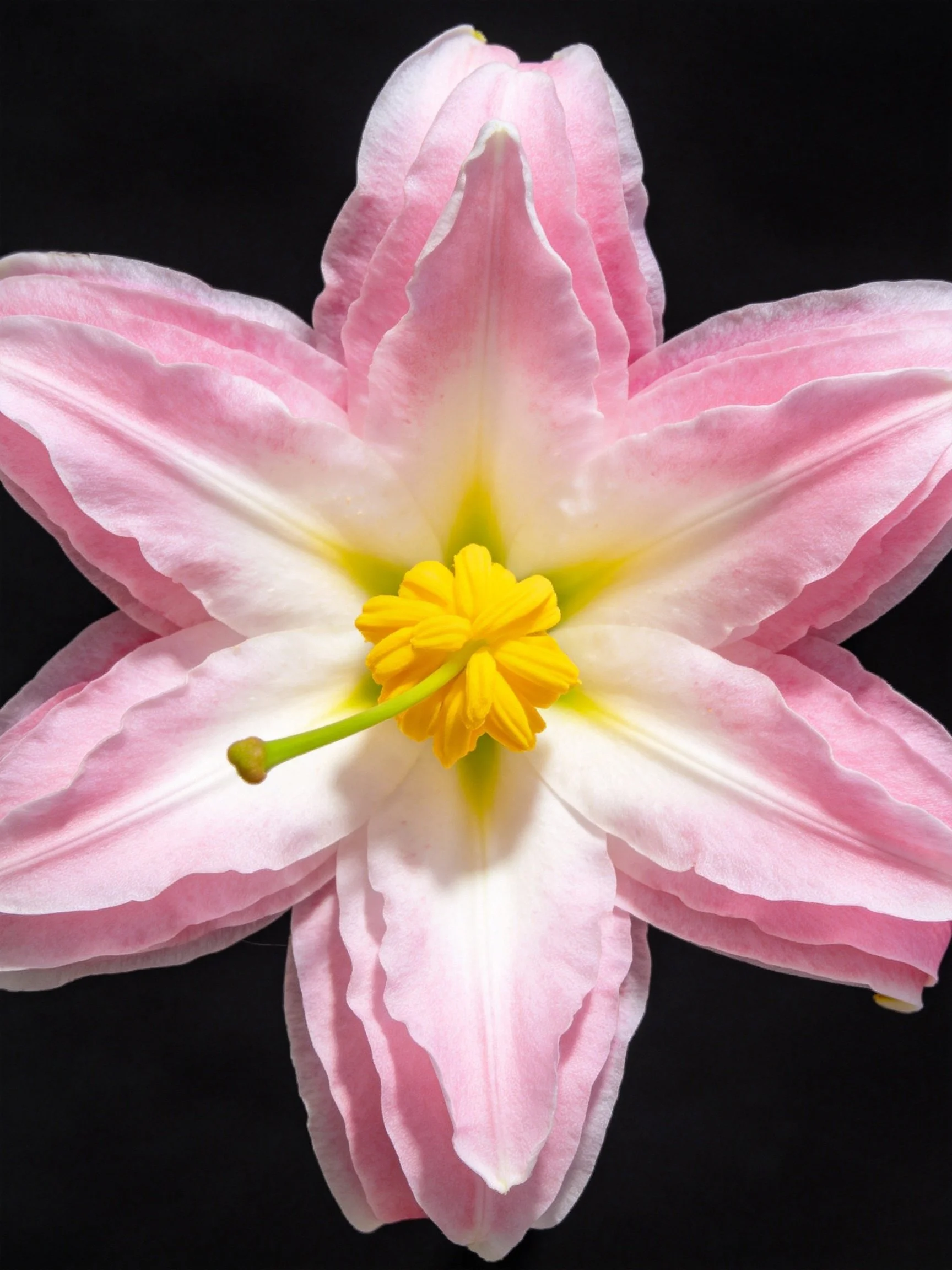 Pink and White Lily with Yellow Center Close-Up