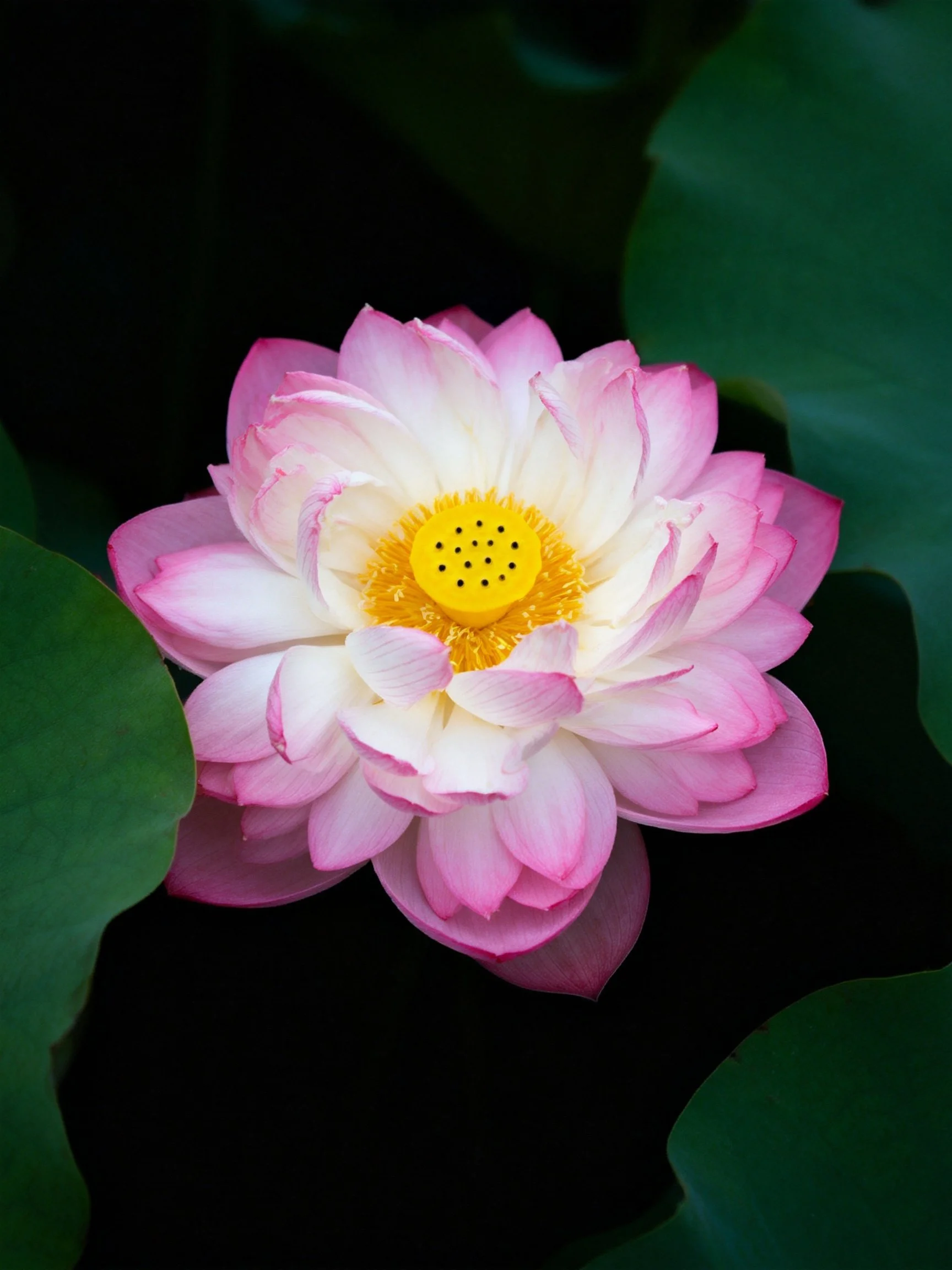 Pink and White Lotus Flower with Yellow Center Among Green Leaves