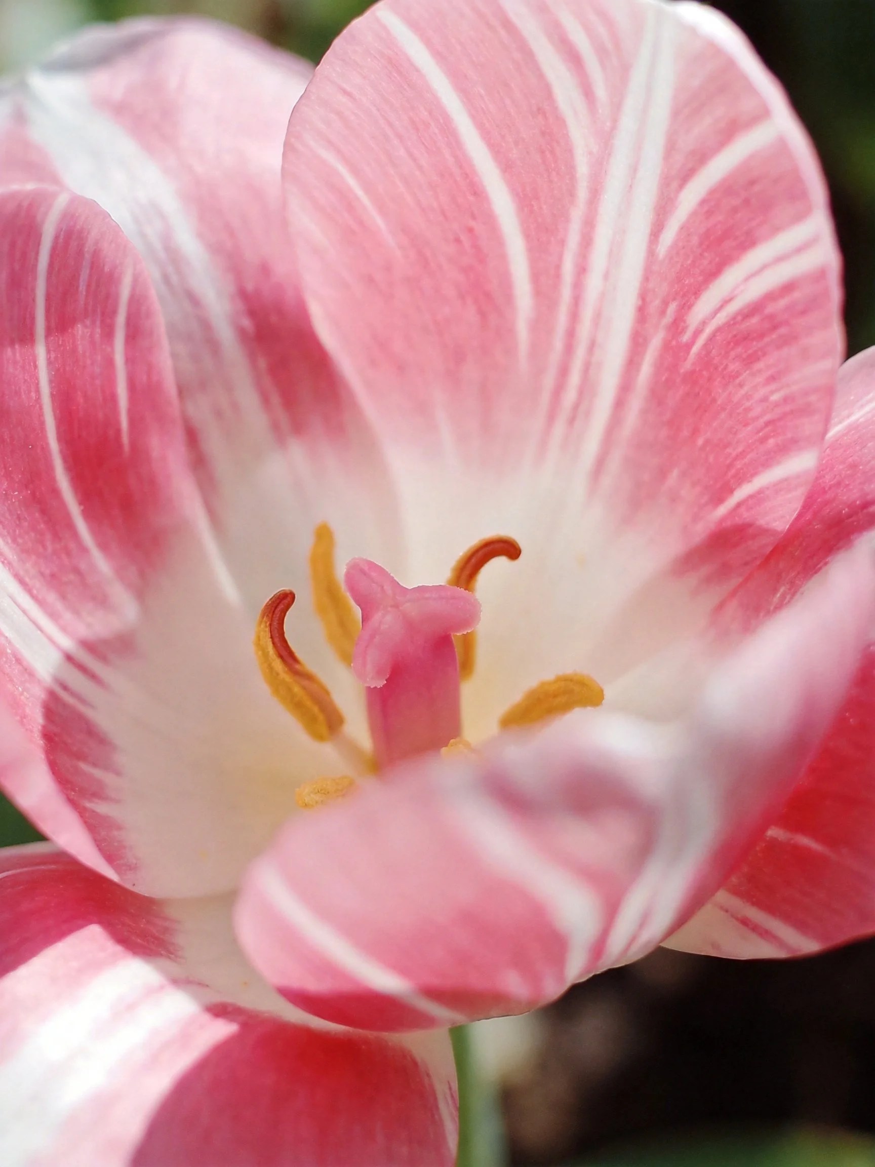 Pink and White Striped Tulip Close-Up
