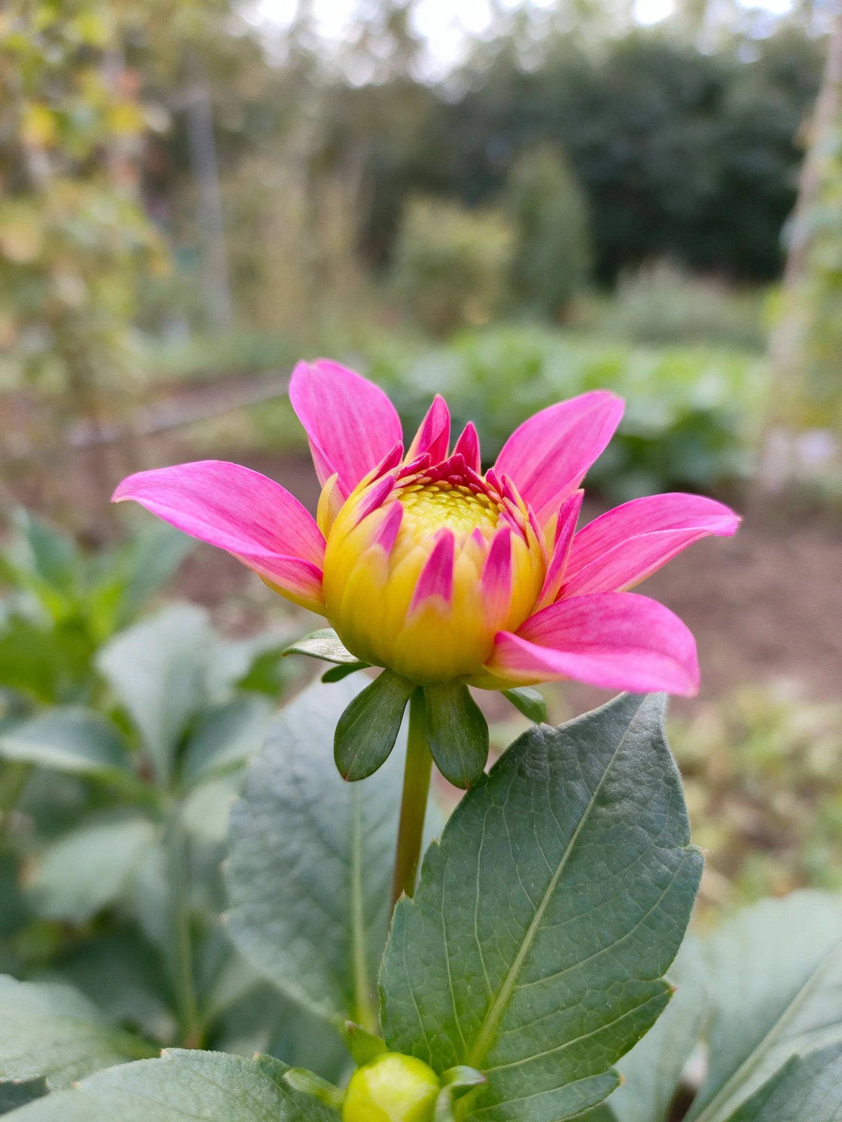 Pink and Yellow Dahlia Blooming Among Green Foliage