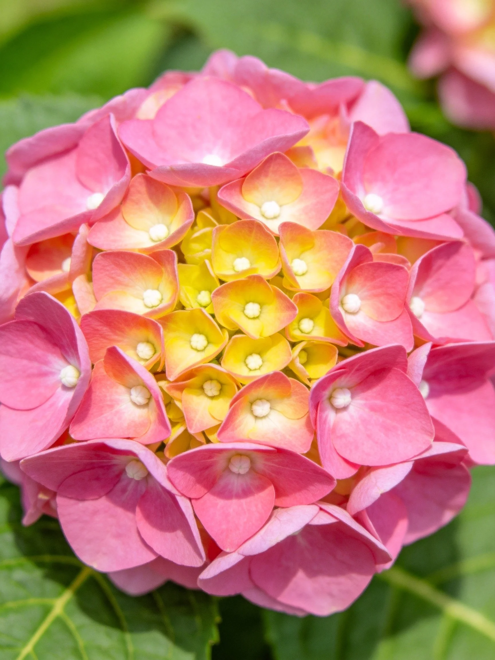 Pink and Yellow Hydrangea Bloom with Green Foliage Background
