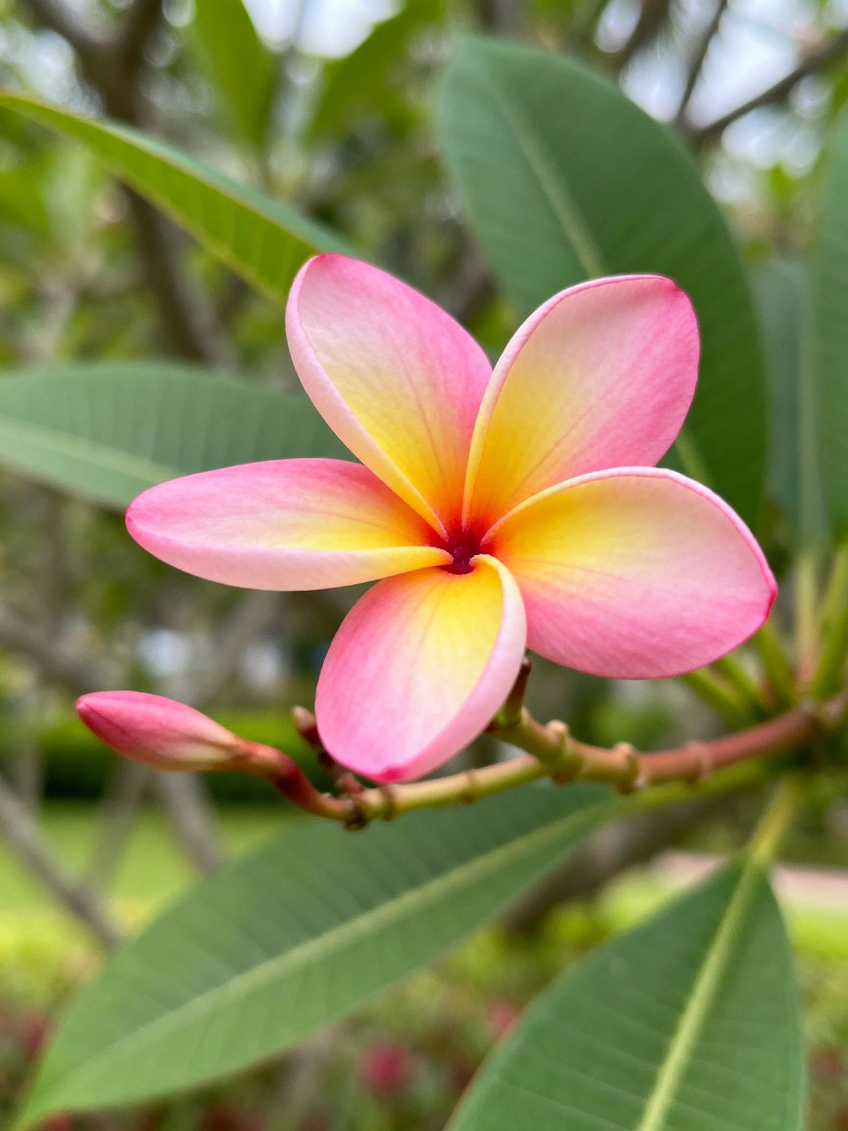 Pink and Yellow Plumeria Flower Among Green Foliage