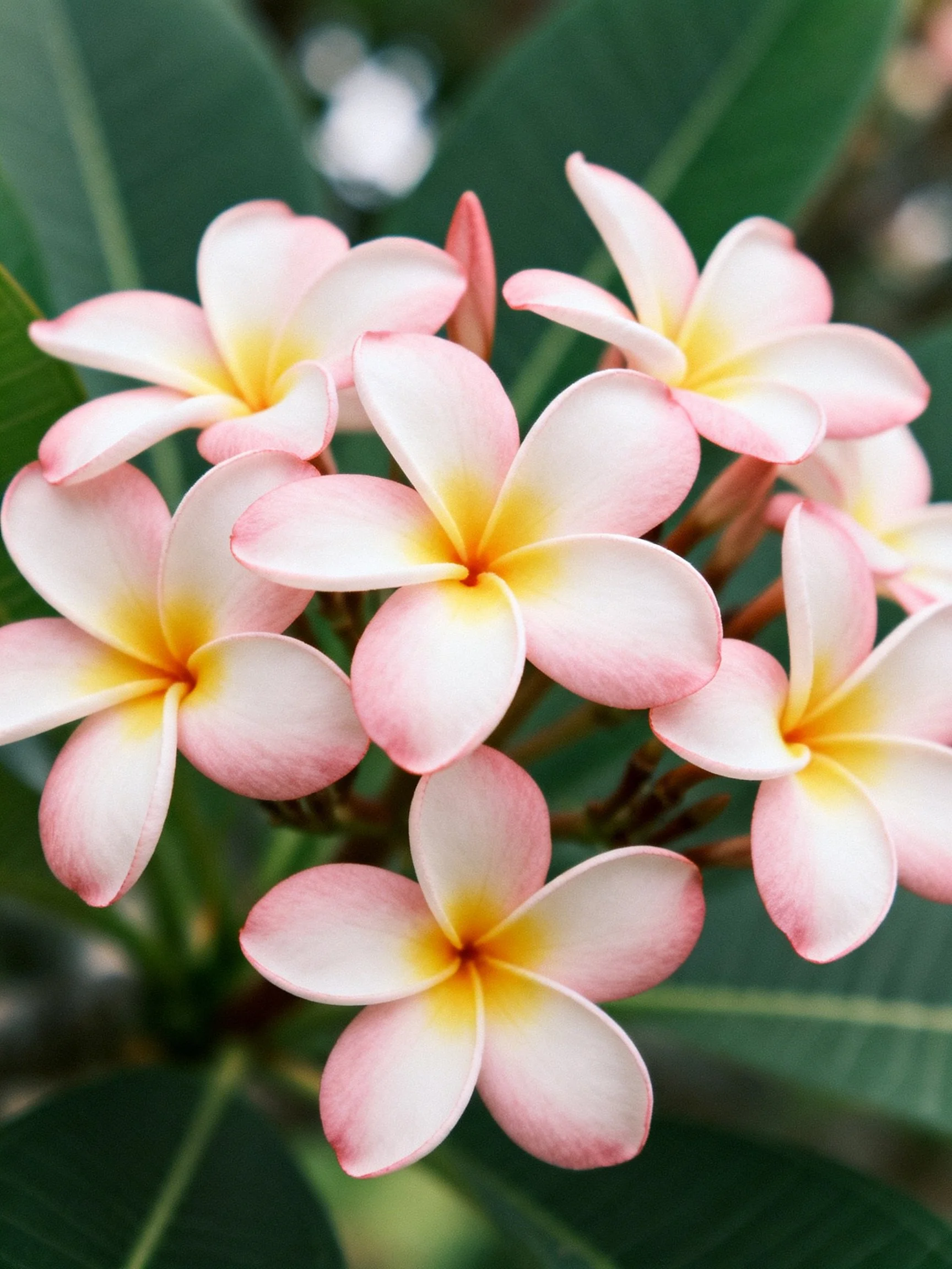 Pink and Yellow Plumeria Flowers Clustered Among Large Green Leaves