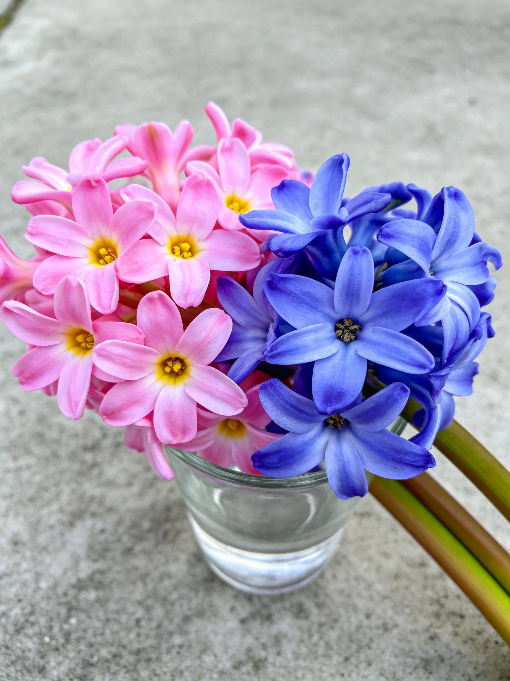 Pink and blue hyacinths arranged in a clear glass vase