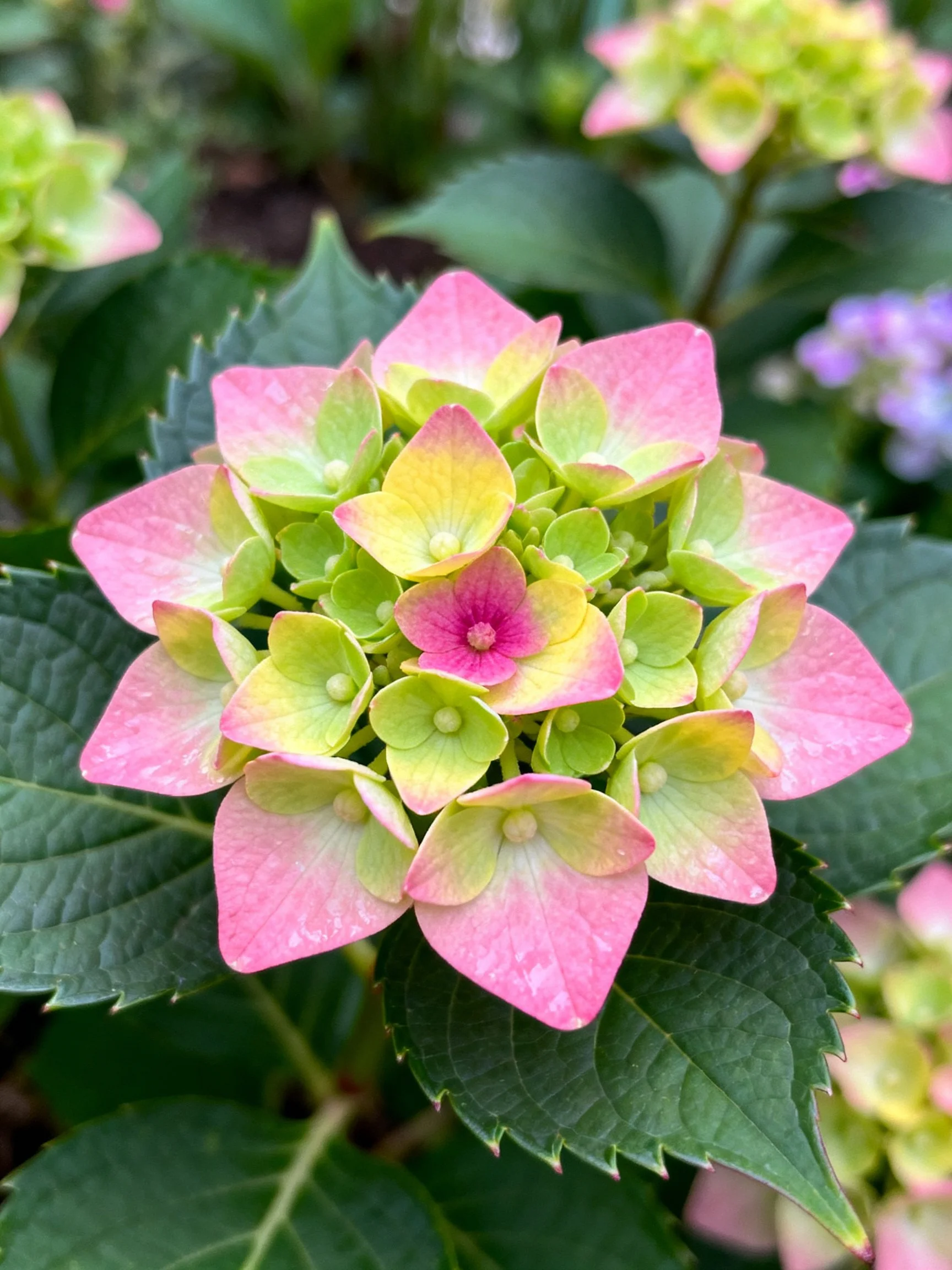Pink and green hydrangea bloom with dark green leaves