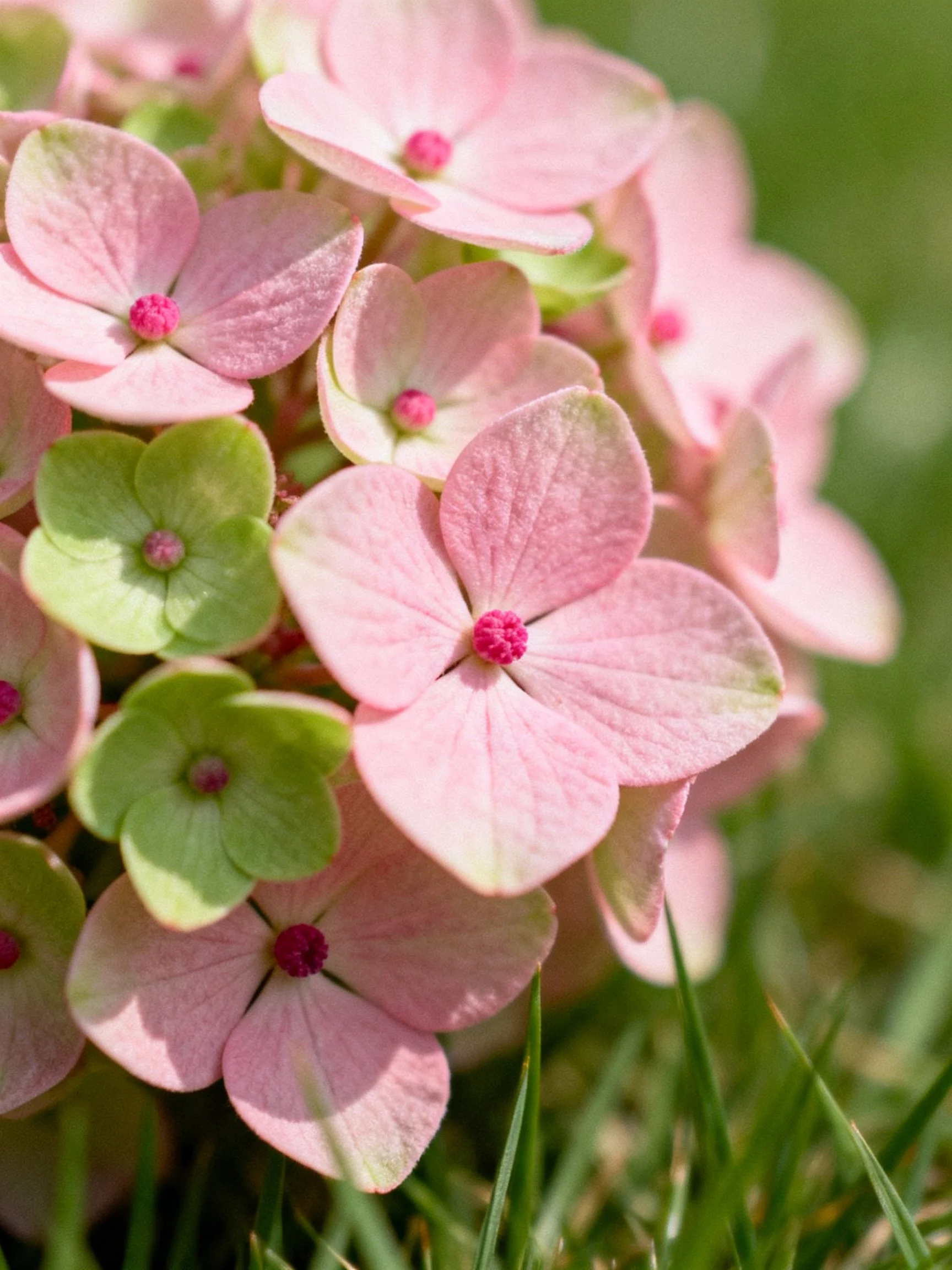 Pink and green hydrangeas bloom among lush green grass