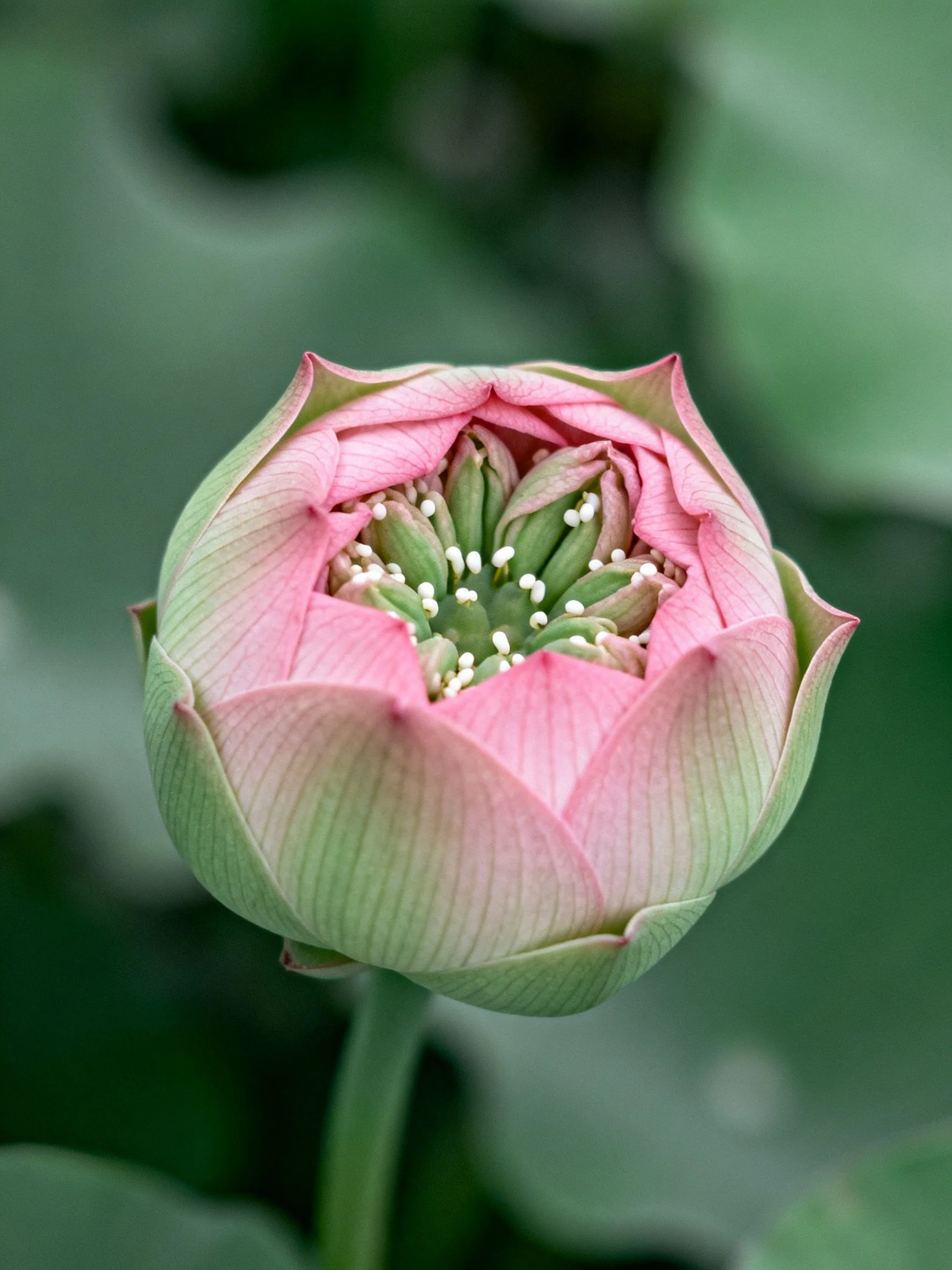 Pink and green lotus bud with partially closed petals