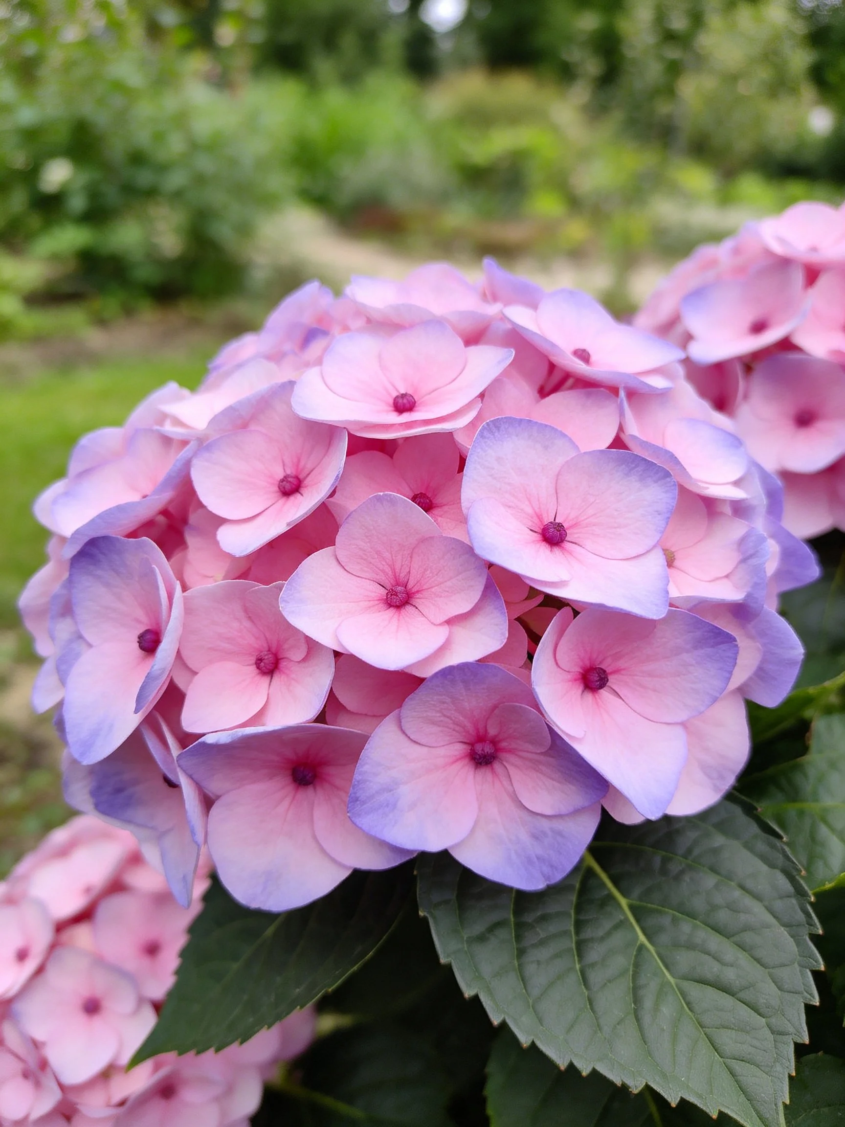 Pink and lavender hydrangeas blooming in a lush garden