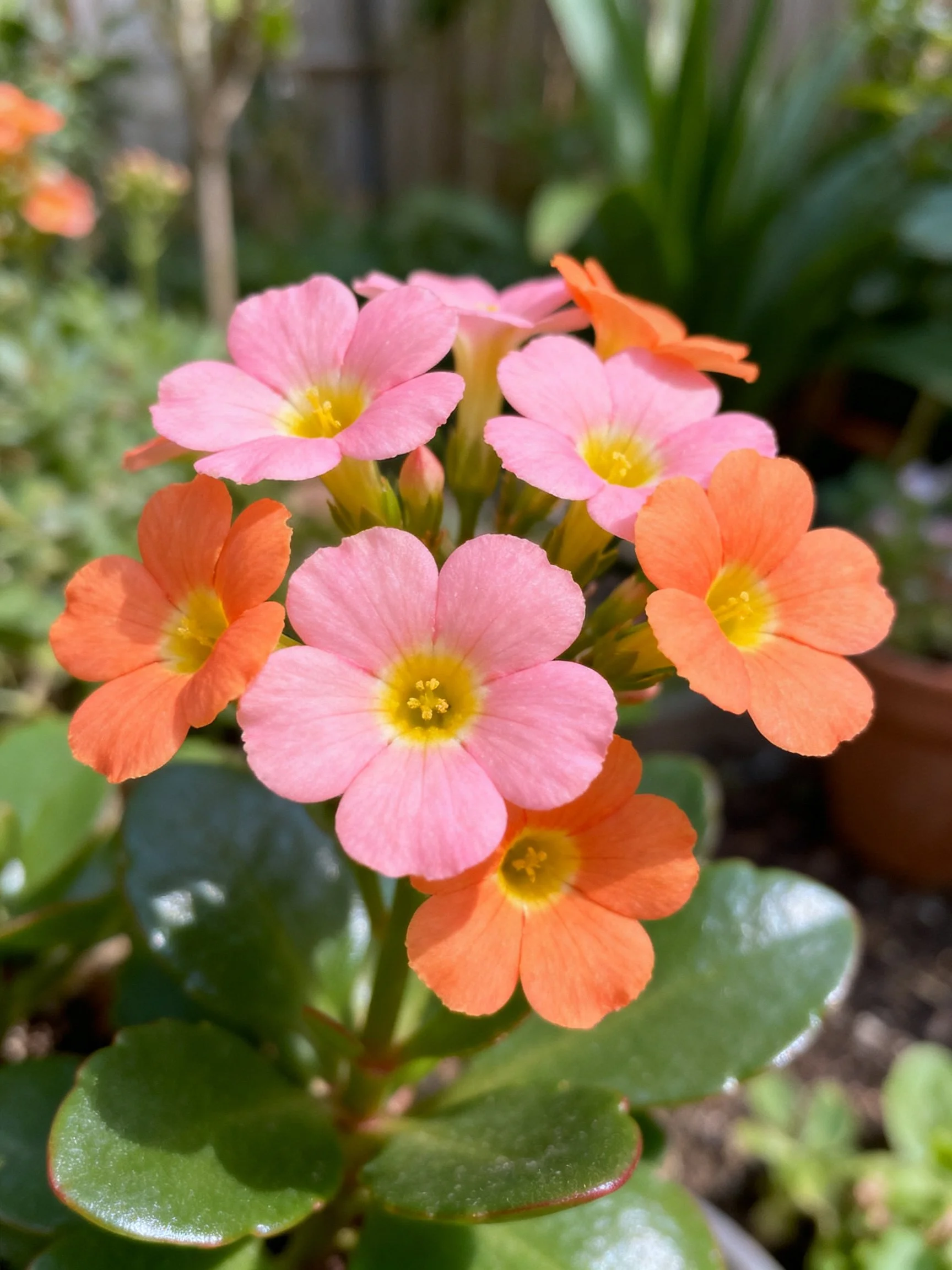 Pink and orange flowers with yellow centers amid glossy green leaves