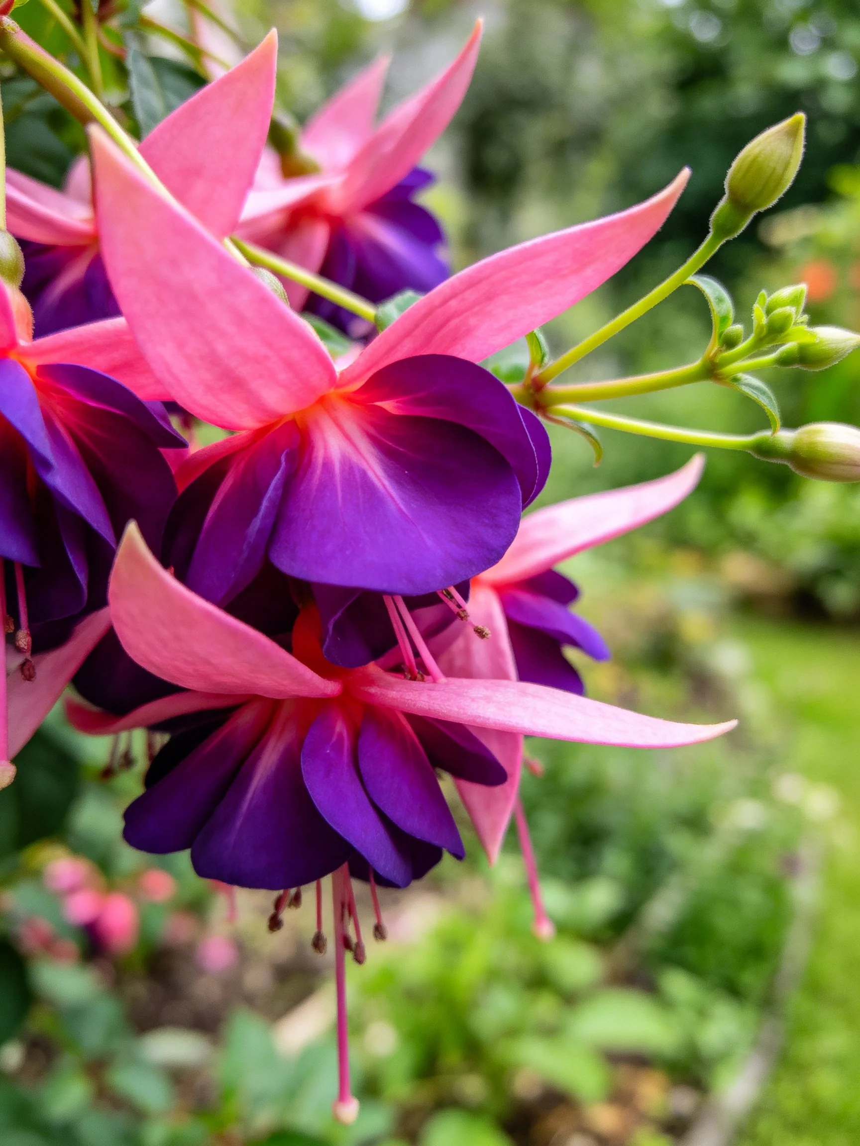Pink and purple fuchsia flowers with green buds in garden setting