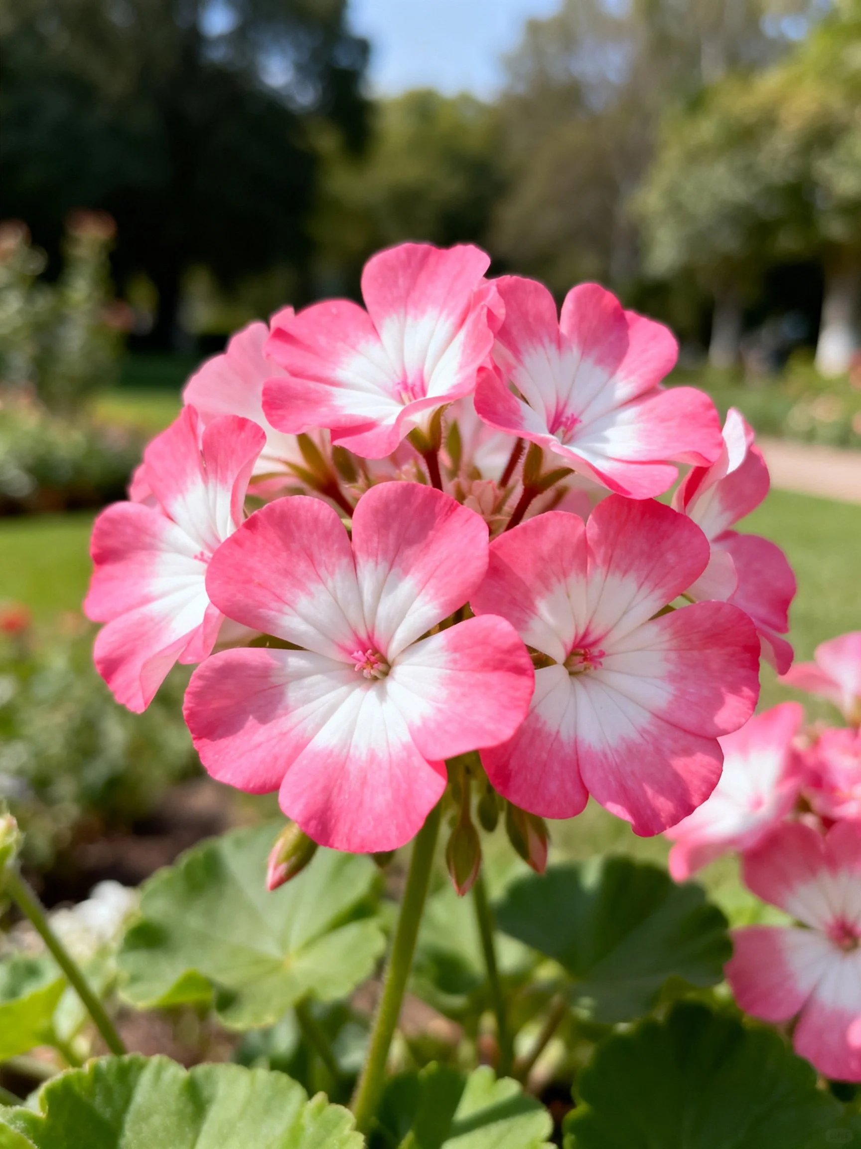 Pink and white geranium flowers clustered in a sunlit garden