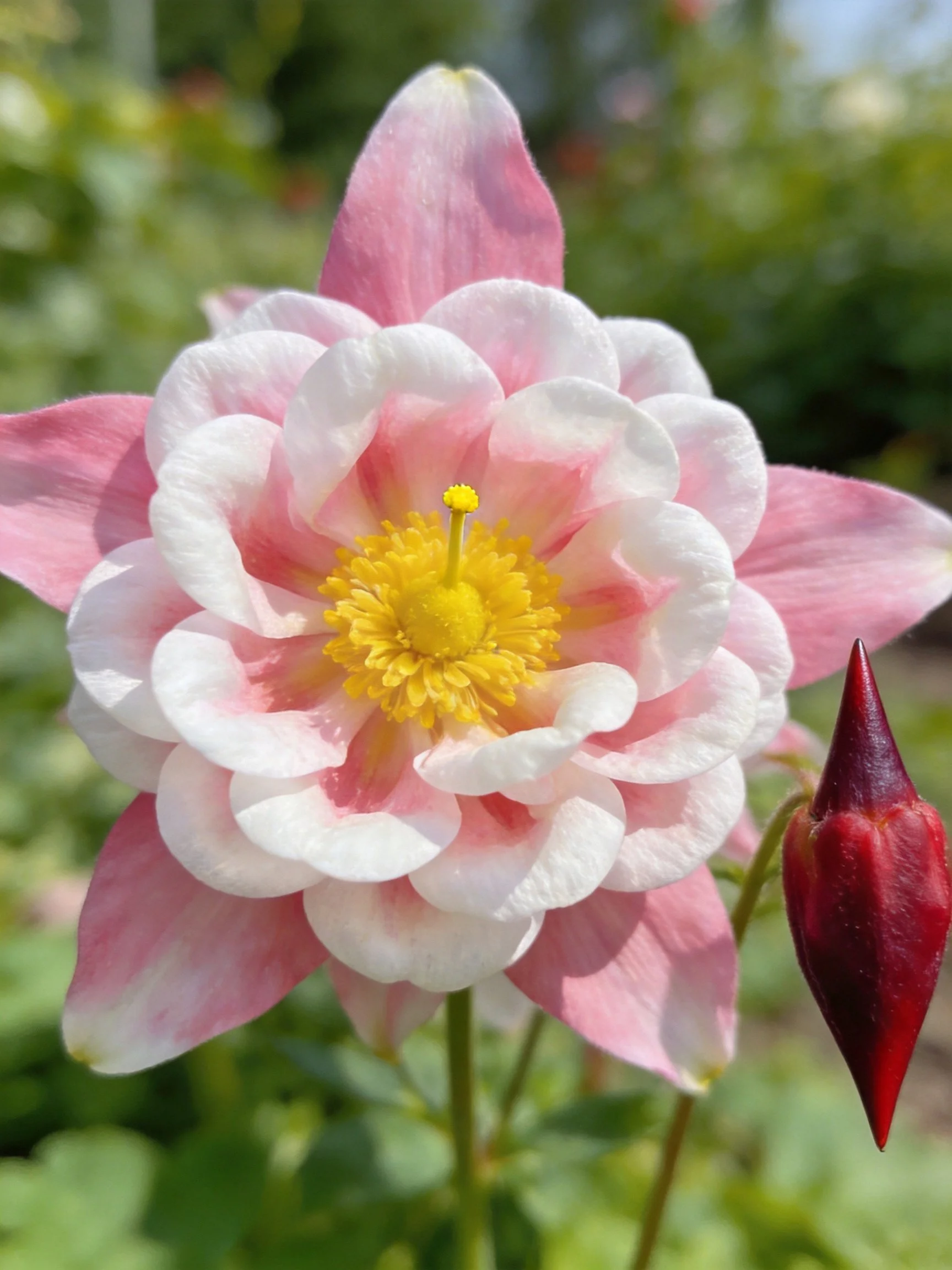 Pink and white layered flower with yellow center and red bud